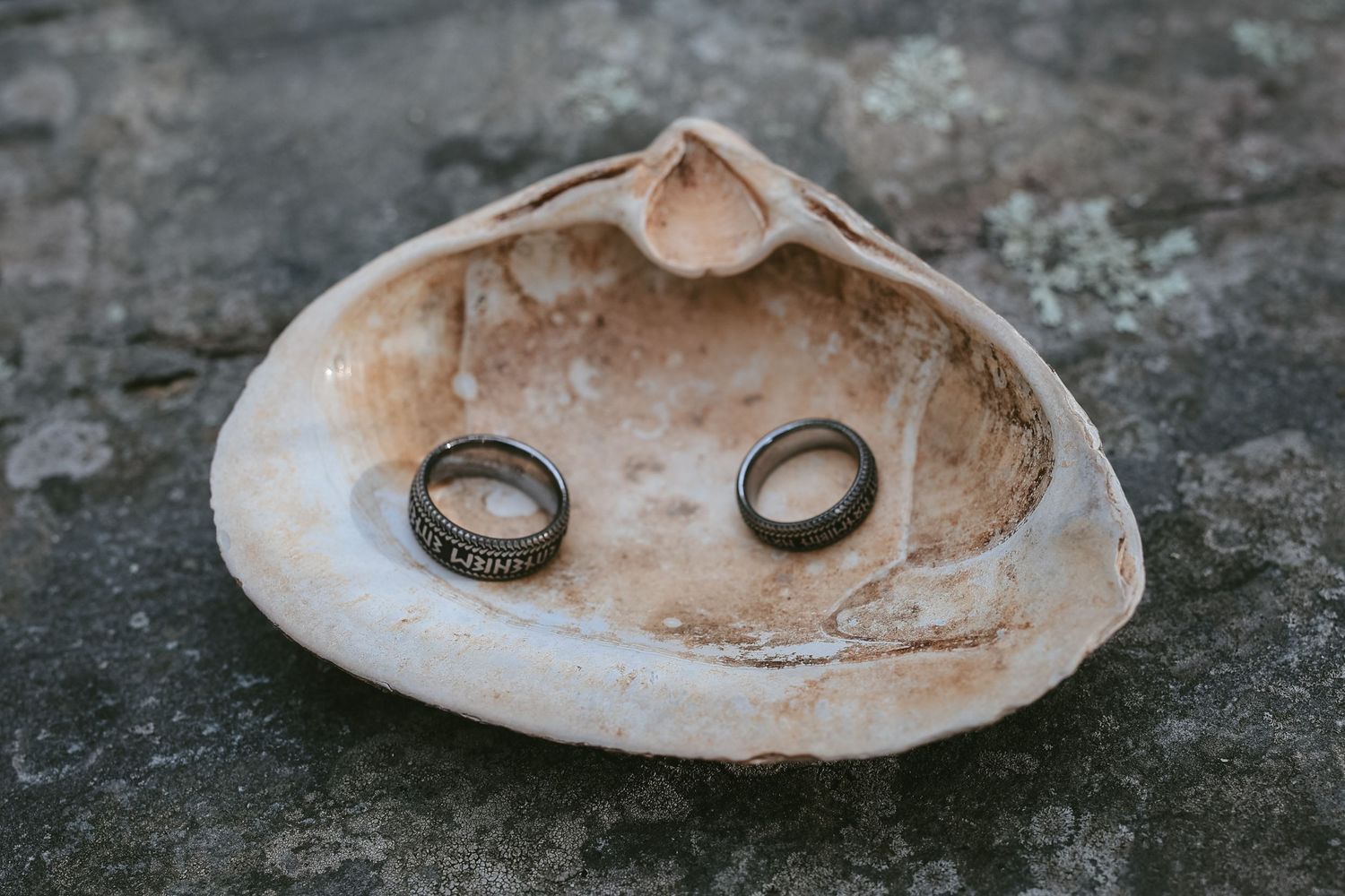 A sequence of seashells on a weathered stone surface showing wedding rings placed inside each shell.