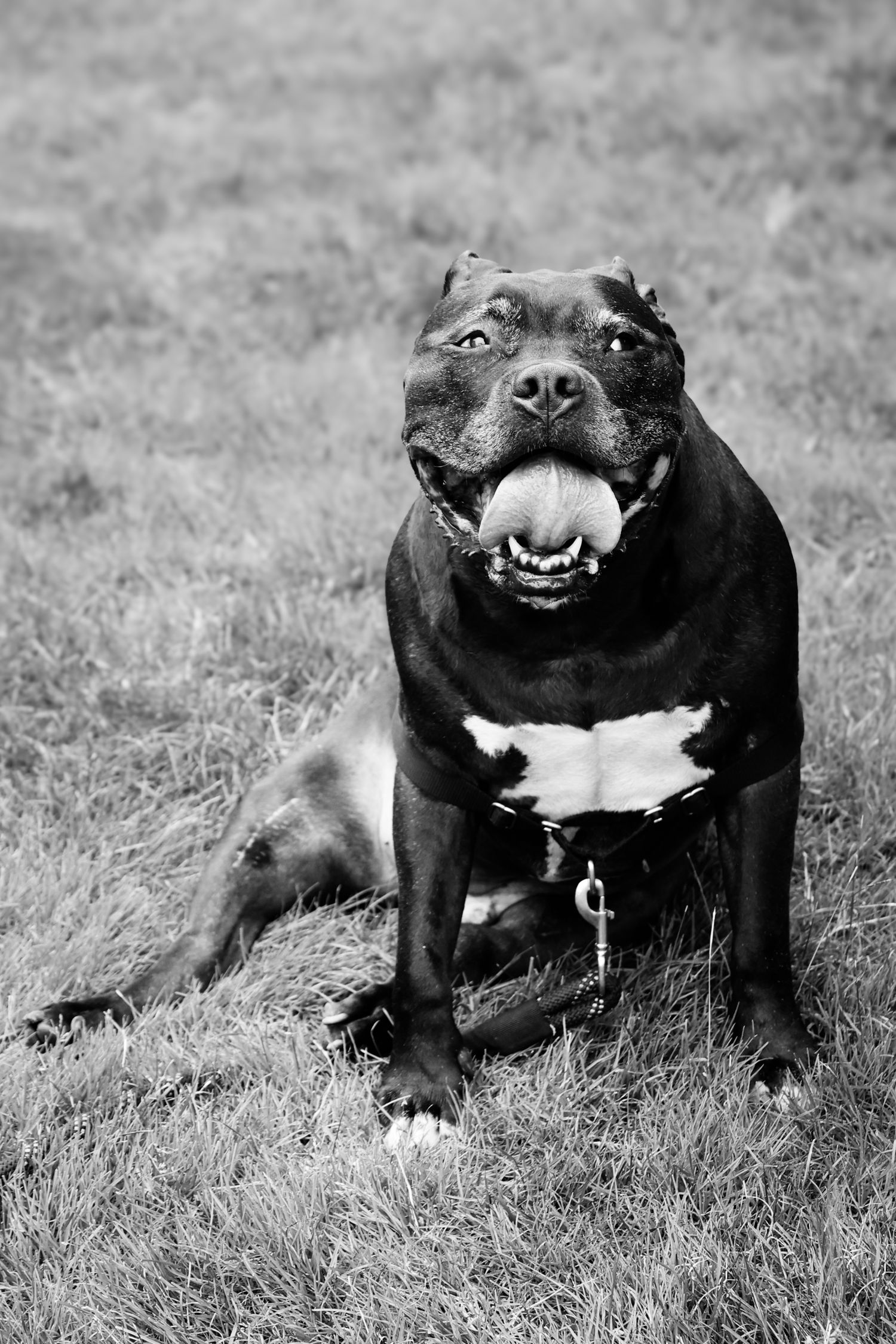 A black and white Staffordshire Bull Terrier dog sits on grass showing a happy expression with a wide smile.