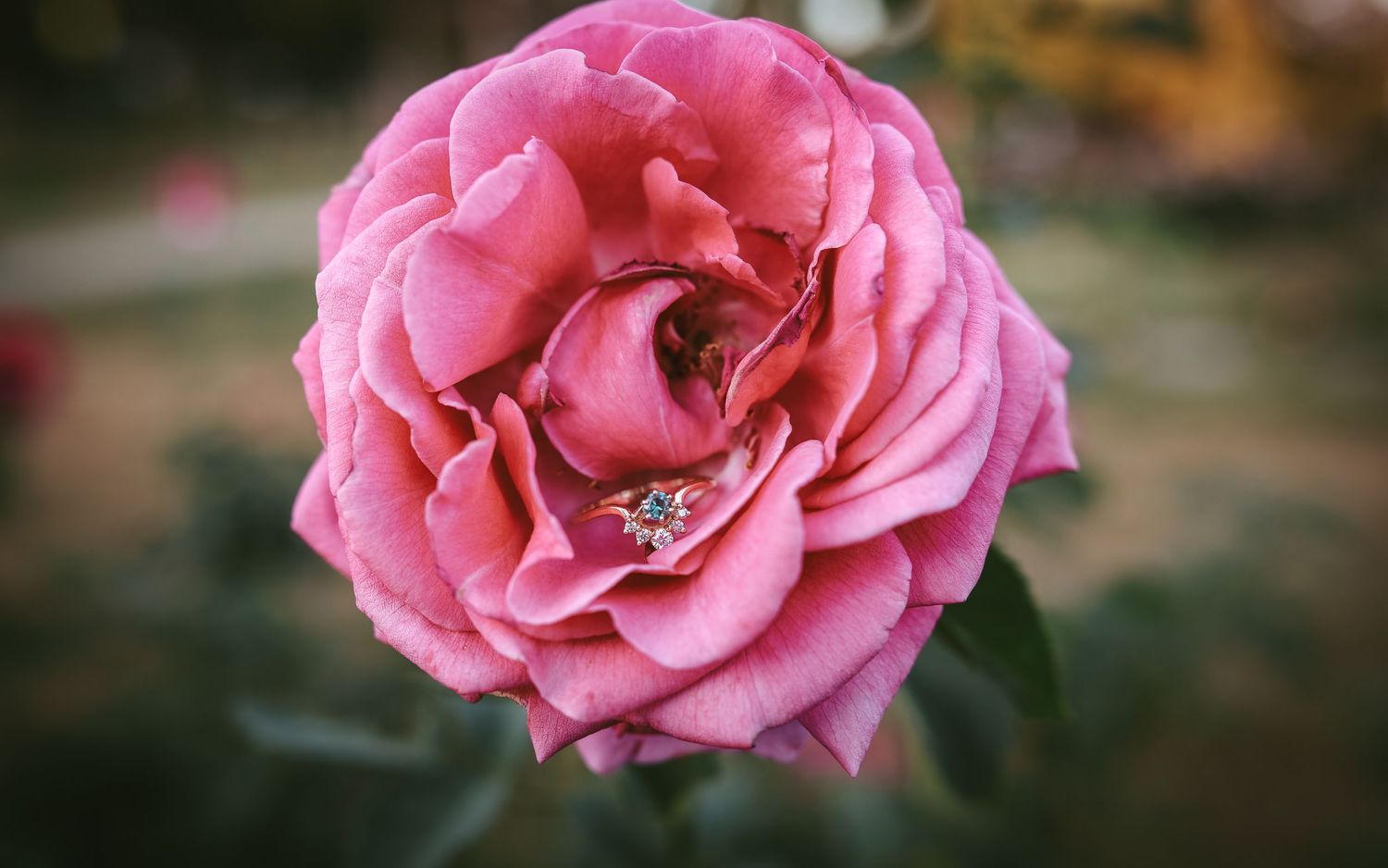A series of pink roses in various stages of bloom arranged horizontally against a dark background.