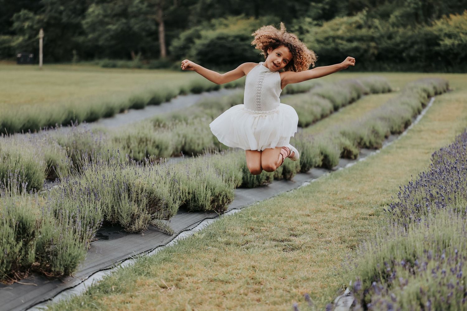 Joyful figure in white dress leaps through rows of lavender in a summer garden.