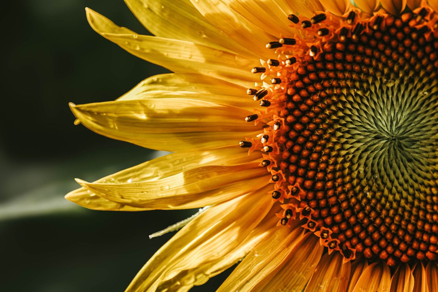 Close-up of a vibrant sunflower with golden yellow petals and a detailed spiral seed center against a dark background.