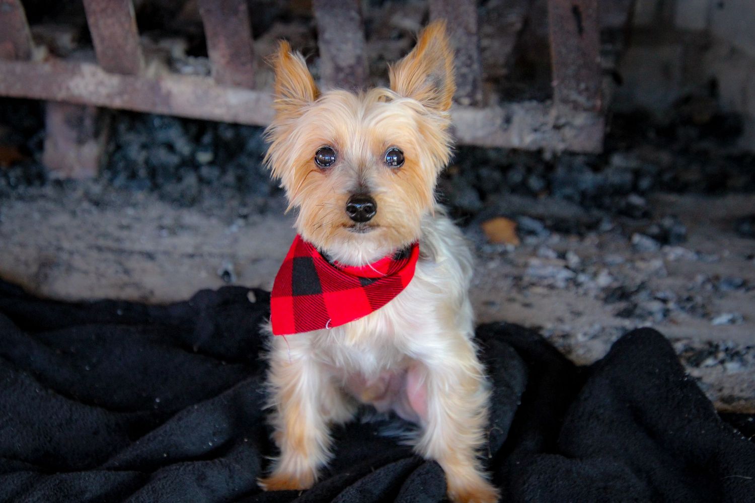 A small Yorkshire terrier with scruffy fur looks at the camera while wearing a bright red collar or bandana.