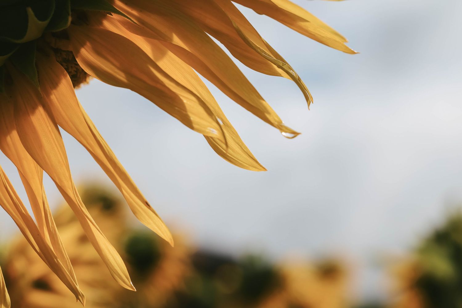 Close-up of golden sunflower petals against a soft blue sky in a sunflower field.