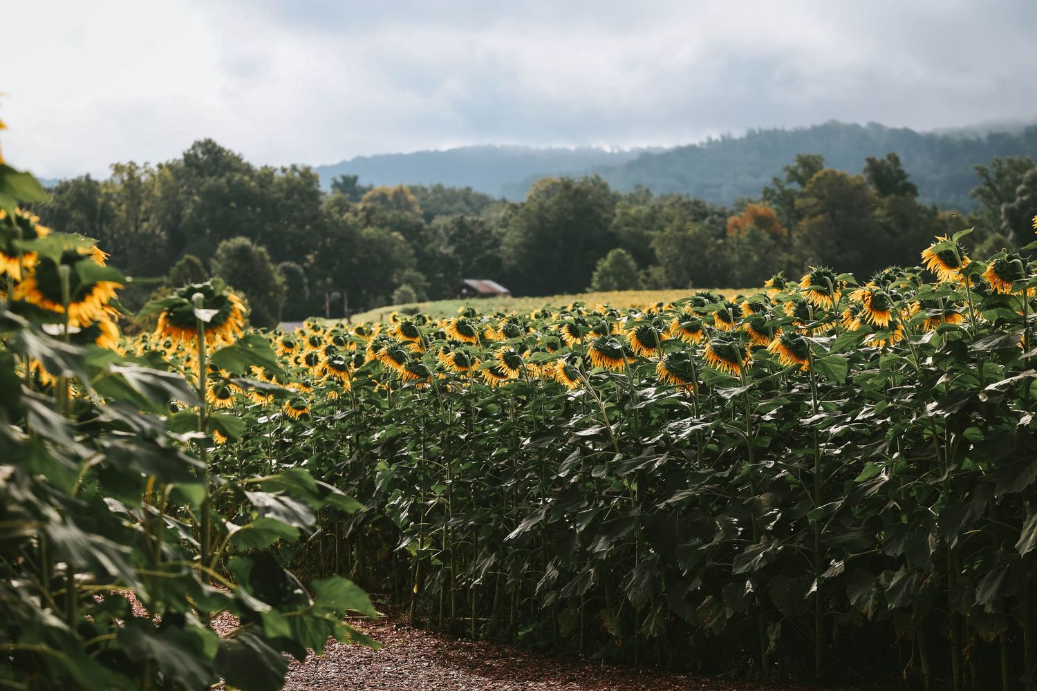 A lush sunflower field with rows of blooming yellow sunflowers, green trees, and misty mountains in the background.