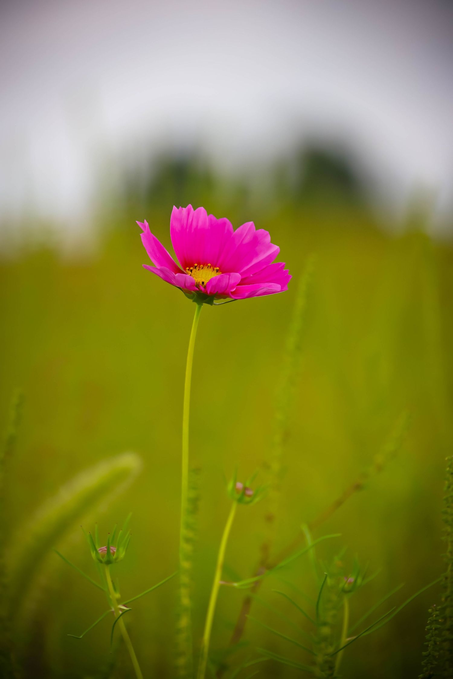 A vibrant pink cosmos flower with yellow center blooms on a tall green stem against a blurred field background.