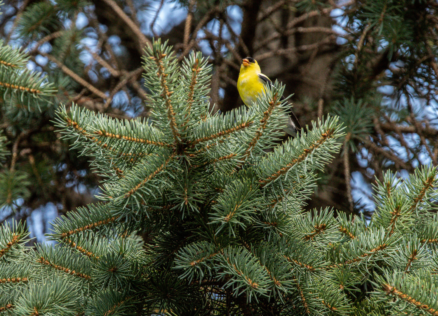 A vibrant yellow American Goldfinch perched atop a lush blue spruce tree with dense green needles.
