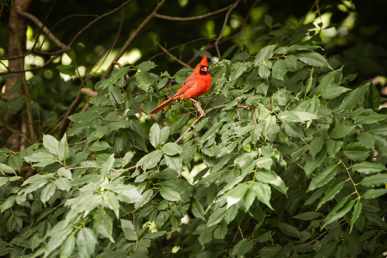 A vibrant red male Northern Cardinal perched on lush green leafy branches in a natural woodland setting.