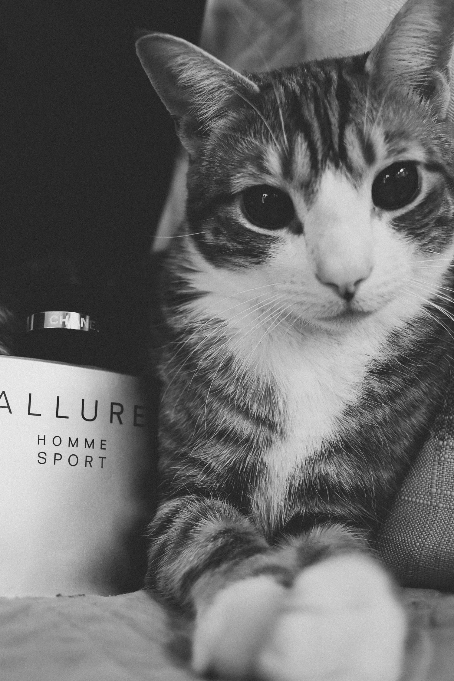 A series of black and white photos showing a cat's face next to Chanel Allure Homme Sport perfume bottles.