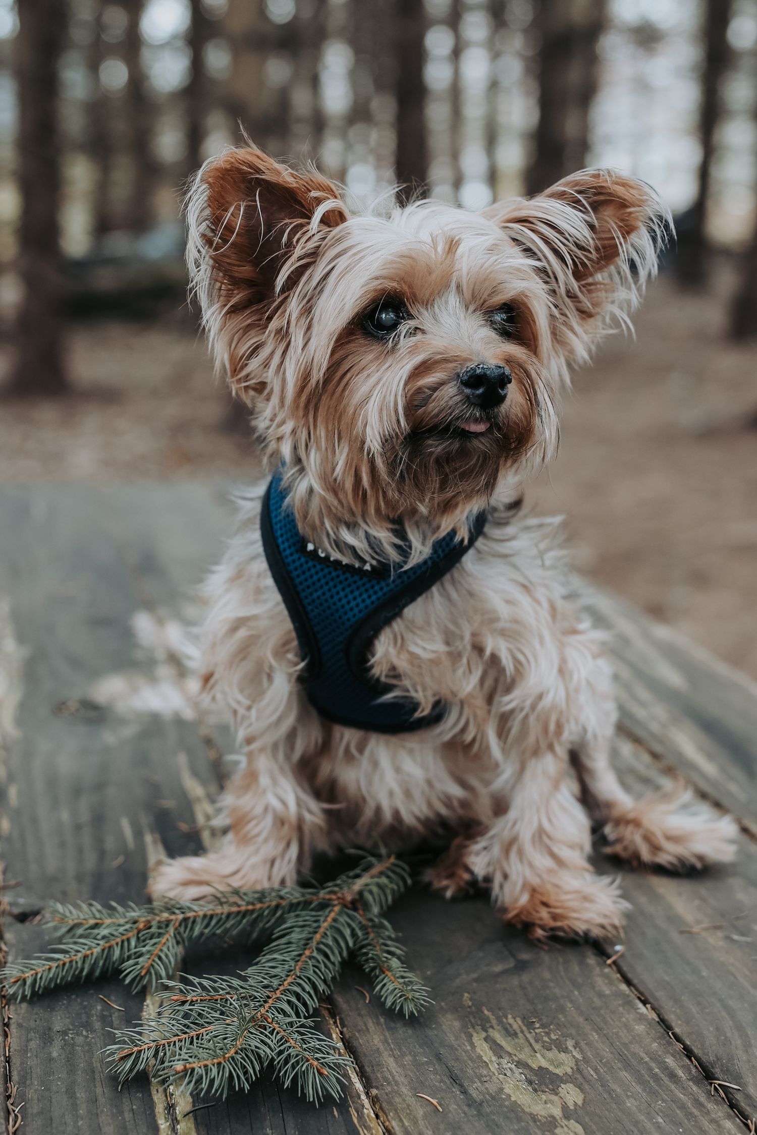Adorable Yorkshire Terrier wearing blue harness sits on wooden deck next to pine branches in forest setting.