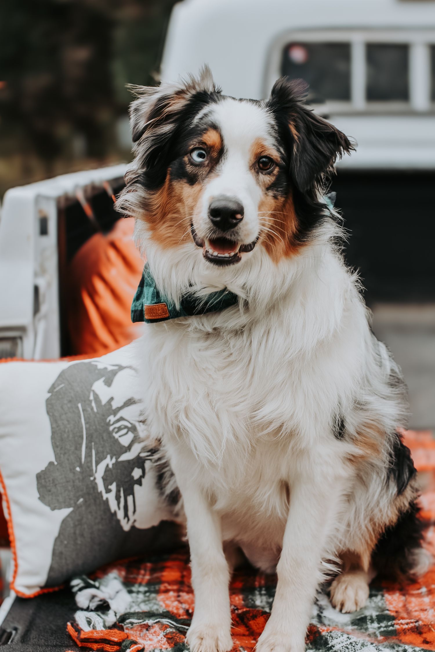 Tricolor Australian Shepherd dog poses playfully on an orange blanket in an outdoor setting.