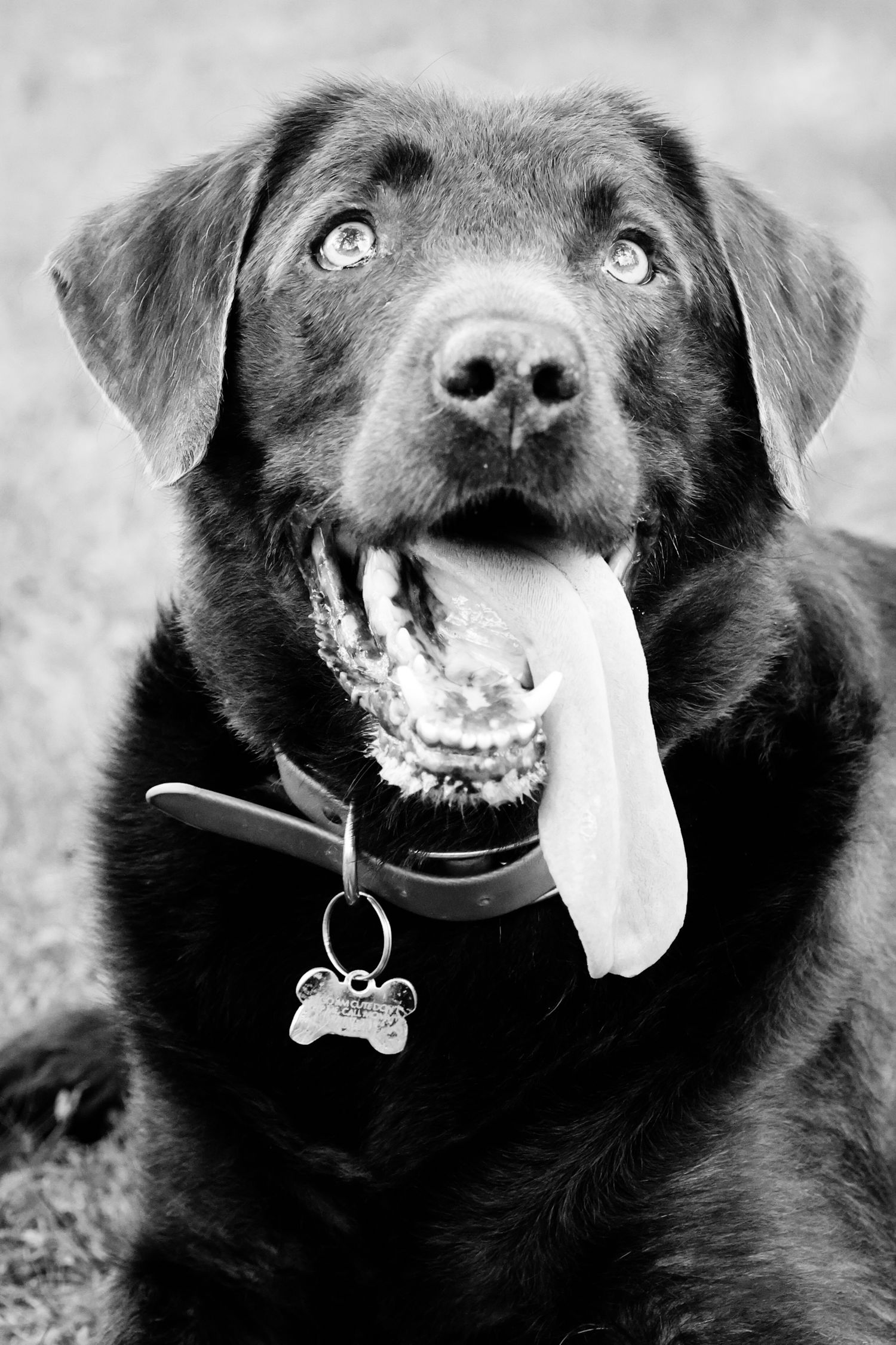 Black Labrador dog with tongue out wearing collar with bone tag in black and white portrait photograph.