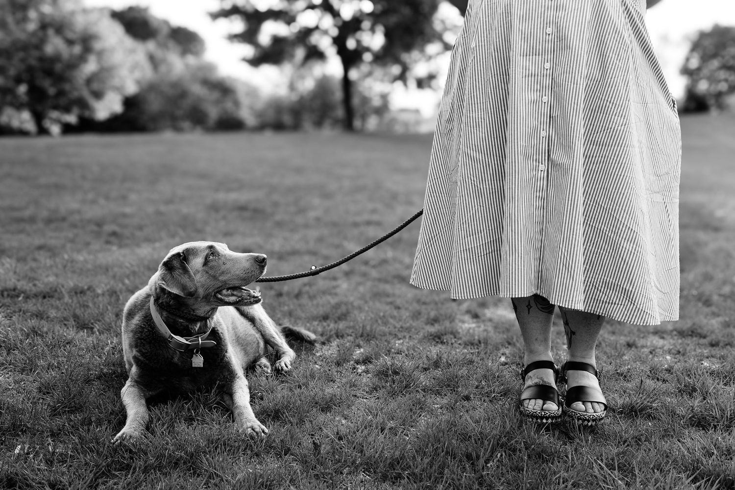 A black and white cat walks on a leash in a grassy field while being led by someone in a light-colored dress.