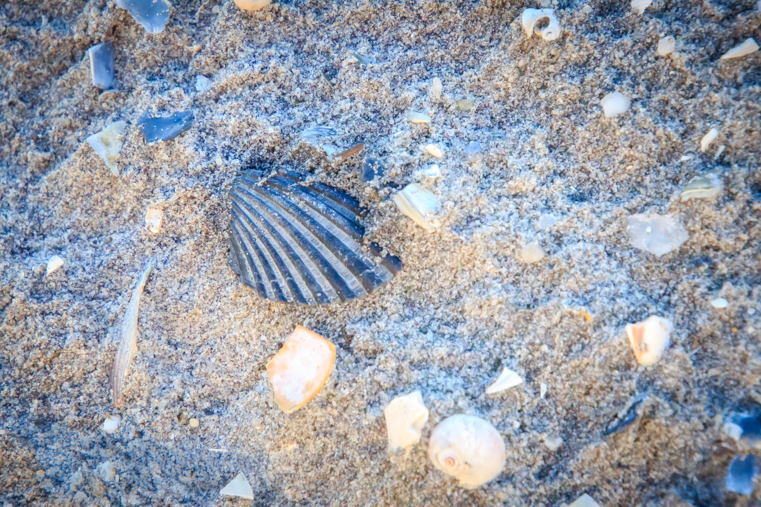 A scallop shell and small rocks scattered on sandy beach shore in warm sunlight.