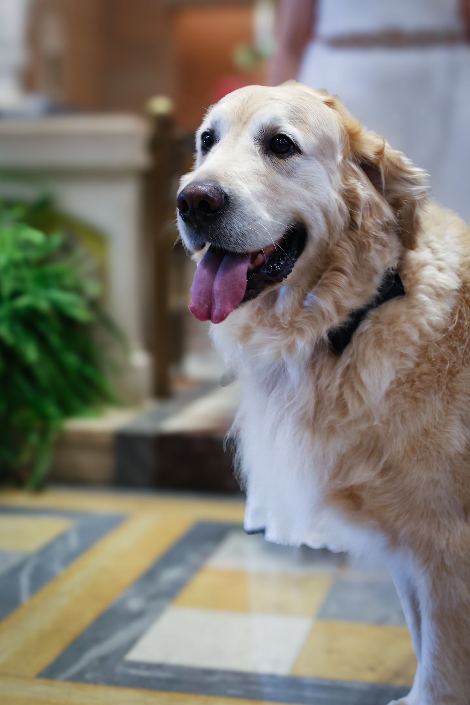 Golden retriever dog shows happy expression with tongue out in series of close-up profile shots.