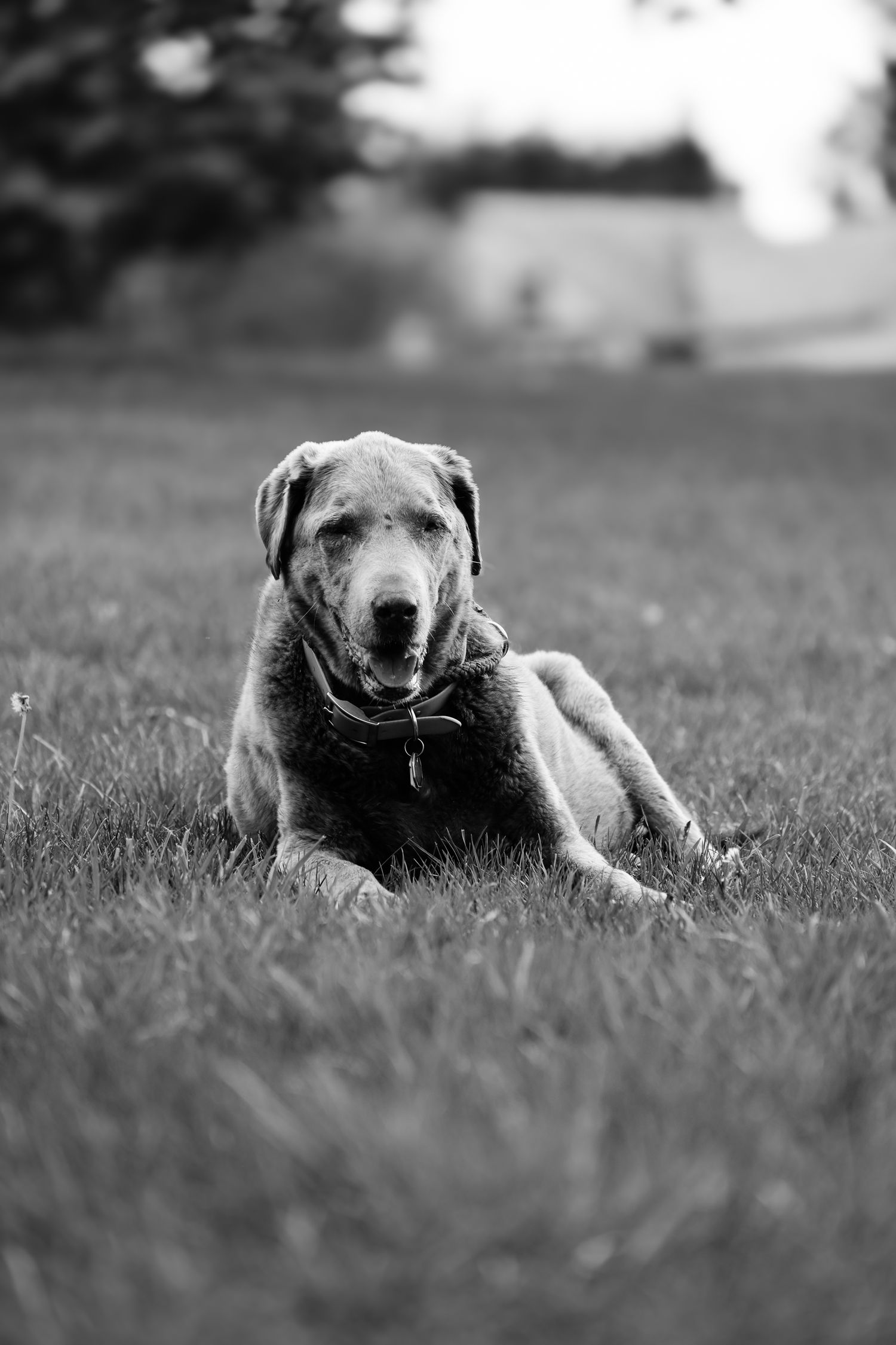 A senior dog with gray muzzle lies peacefully in grass, captured in black and white photography.