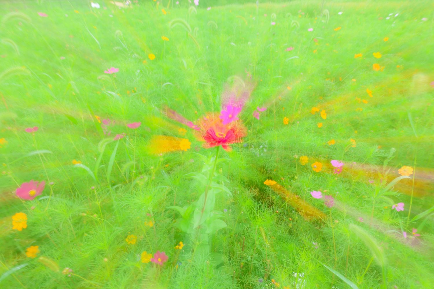 A vibrant zoom burst effect captures a pink wildflower surrounded by colorful blooms in a lush green meadow.