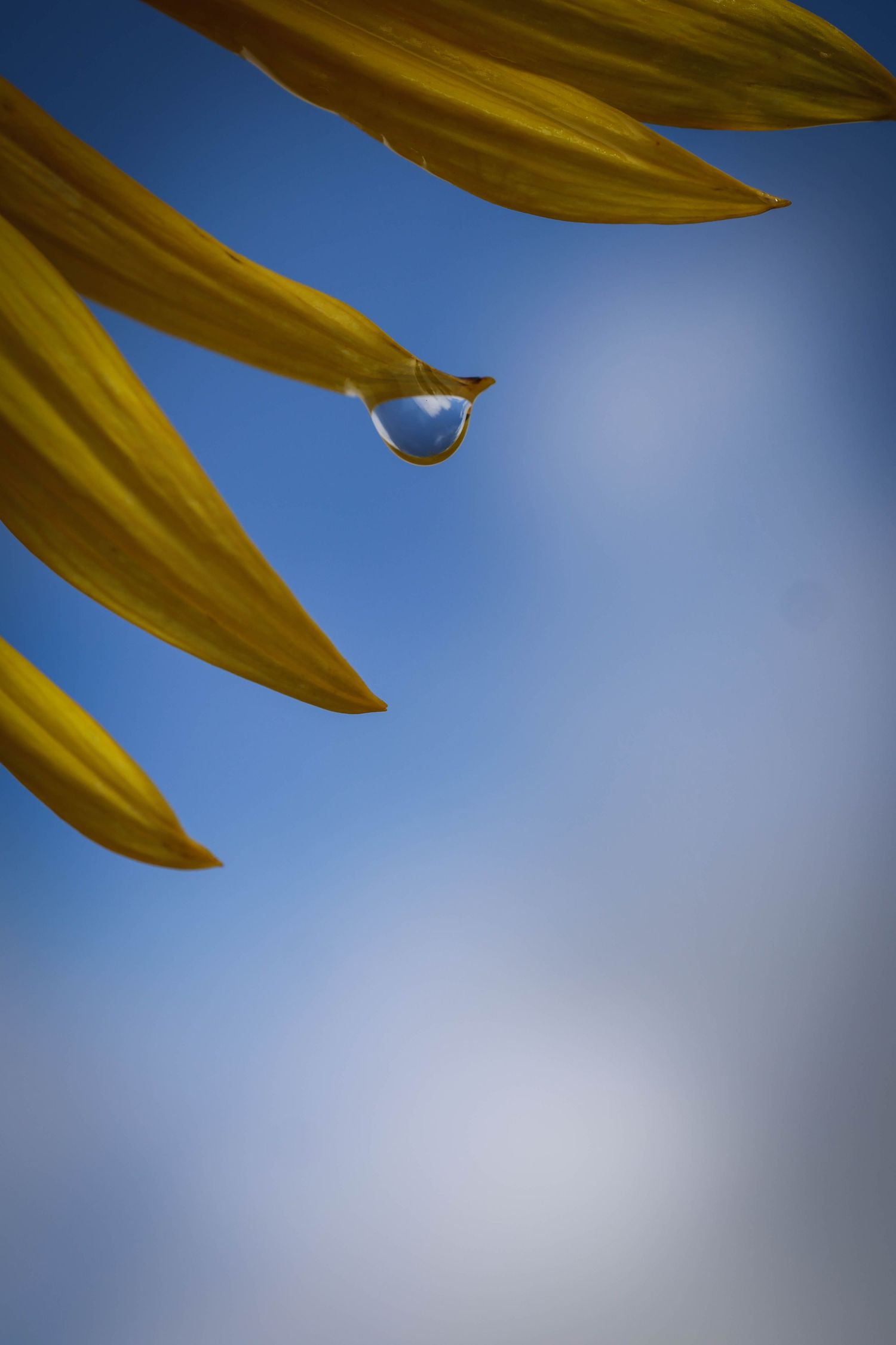 Close-up of yellow sunflower petals with a single water droplet reflecting blue sky.