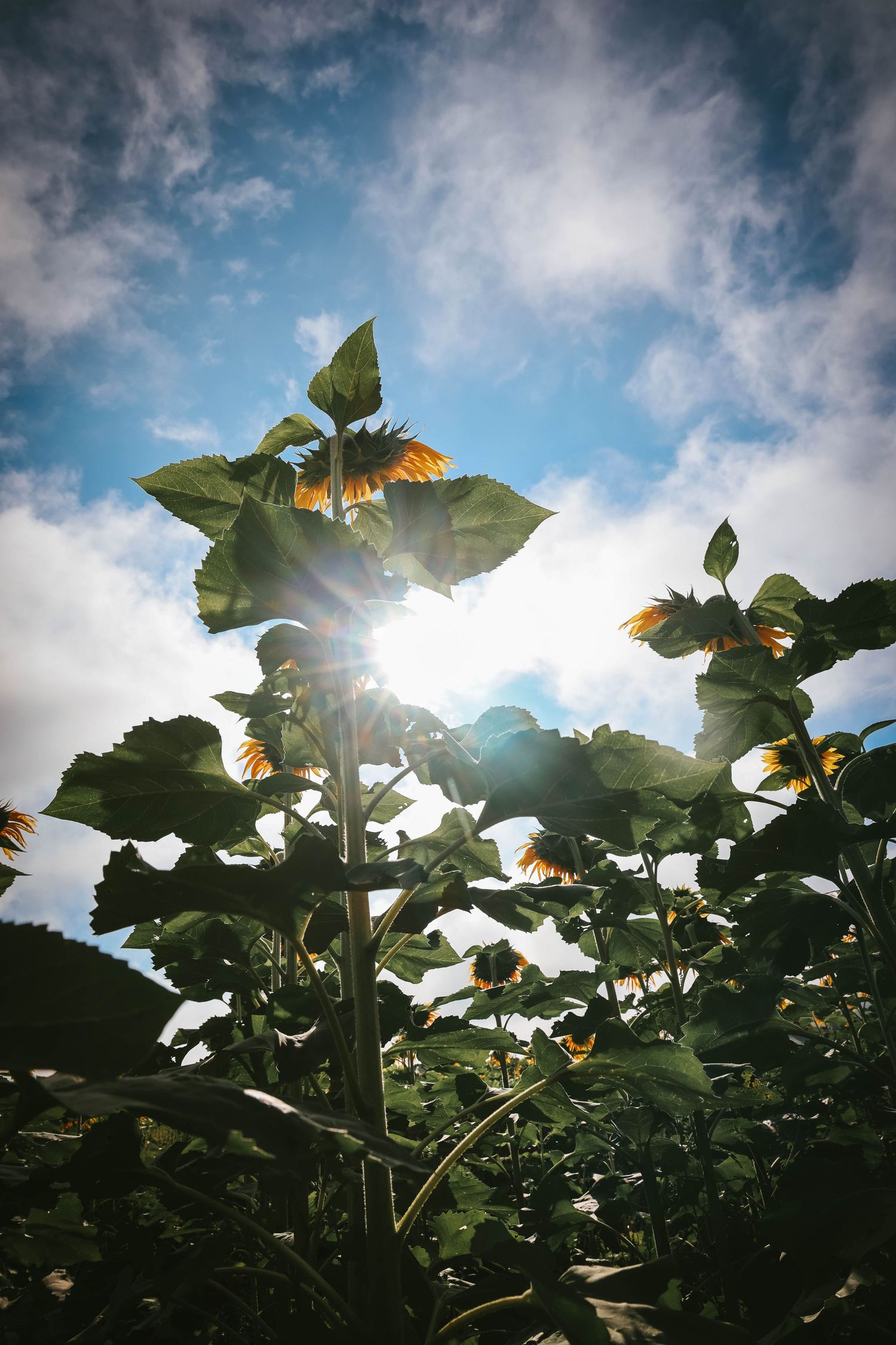 Sunflowers backlit by bright sun rays in a field under a partly cloudy blue sky, shot from below looking up.