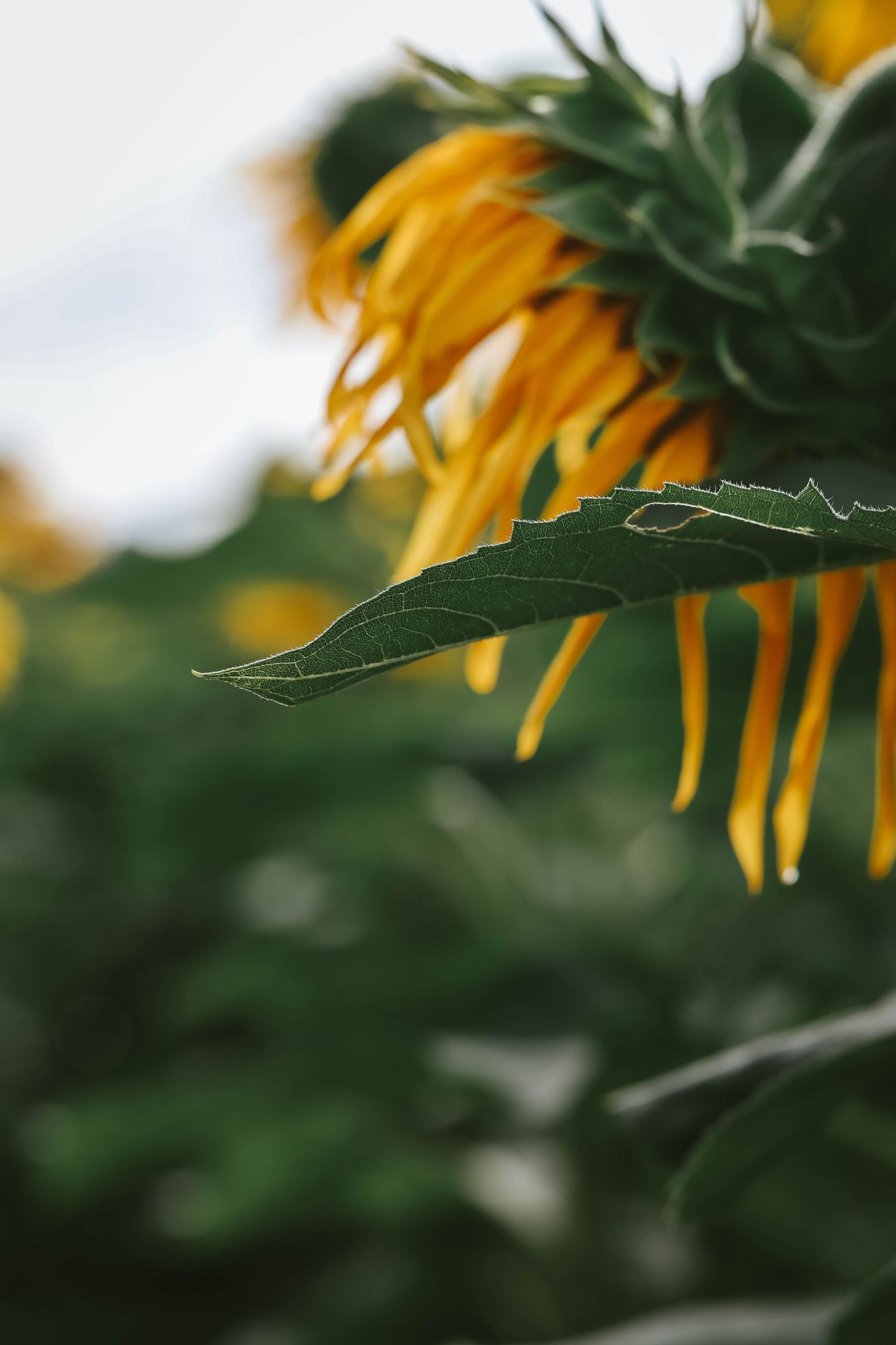 Close-up of a sunflower with drooping yellow petals and green leaves in a blurred field background.