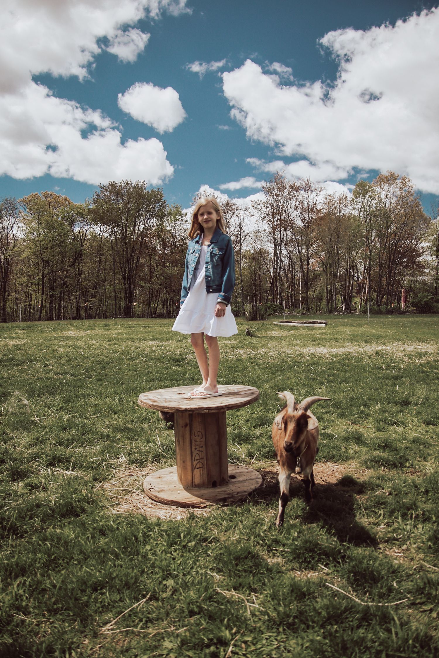 A series of photos showing a girl and a horse in a sunny meadow with trees in the background.