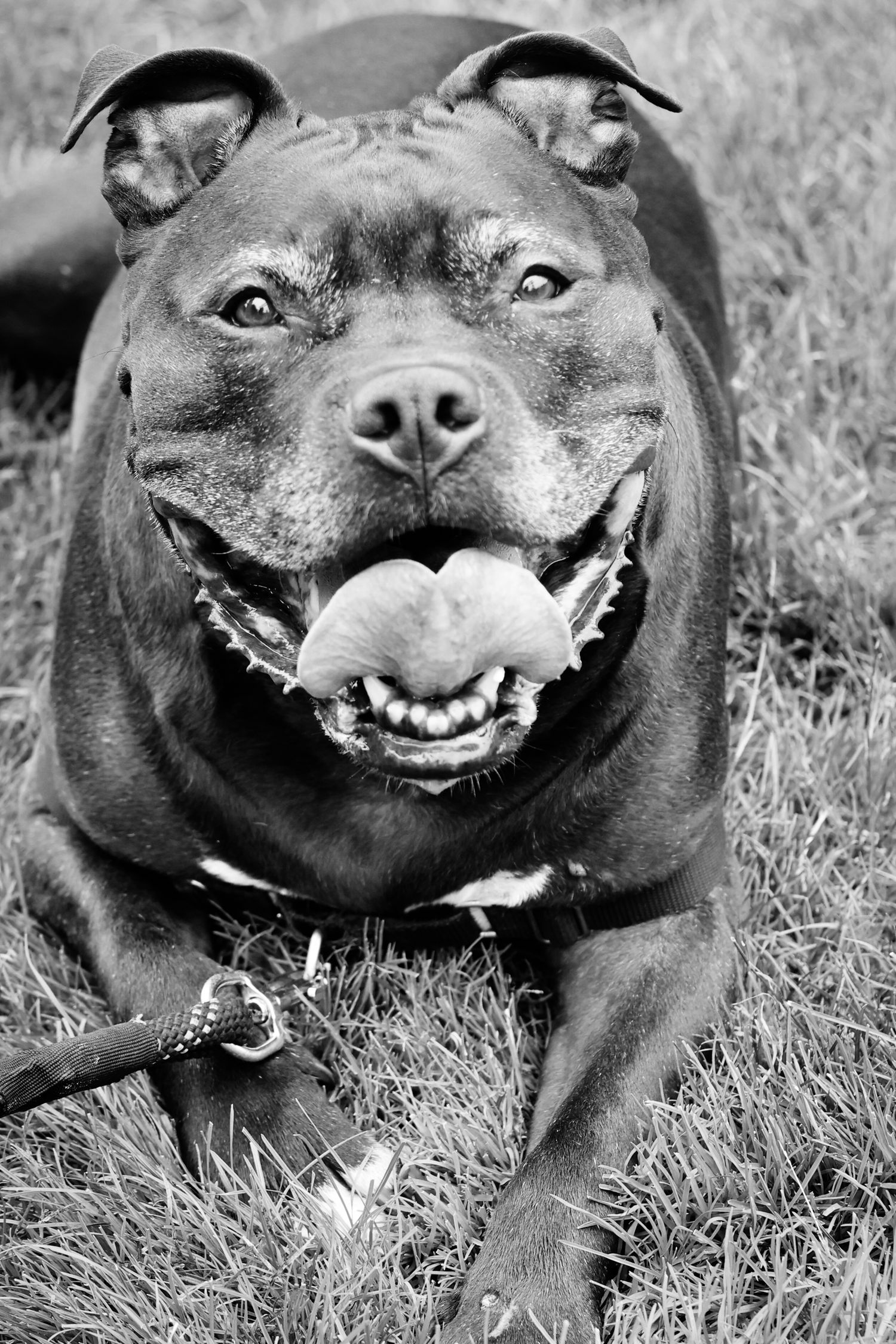 Black Staffordshire Bull Terrier shows off happy smile in series of playful black and white portraits on grass.