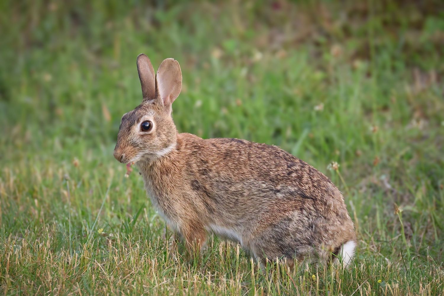 Eastern cottontail rabbit sits alertly in green grass with its distinctive brown fur and white tail visible.