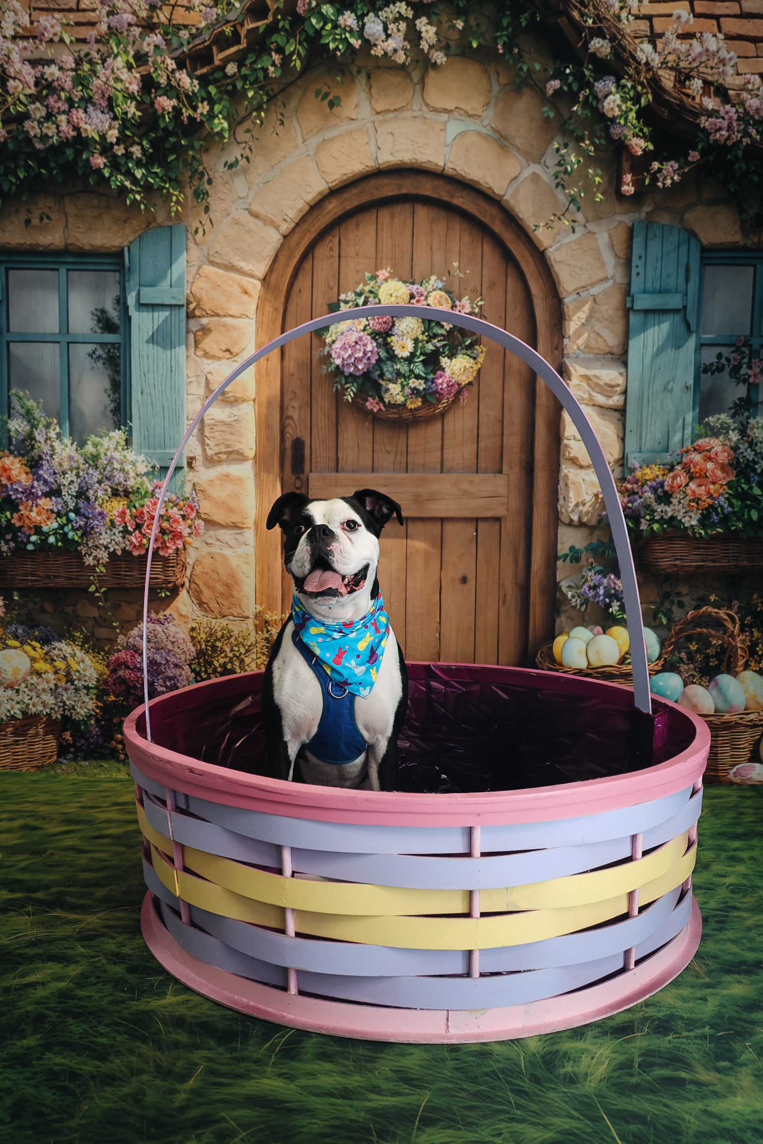 A Boston Terrier in a blue bandana sits in a giant Easter basket before a charming stone cottage door with flowers.