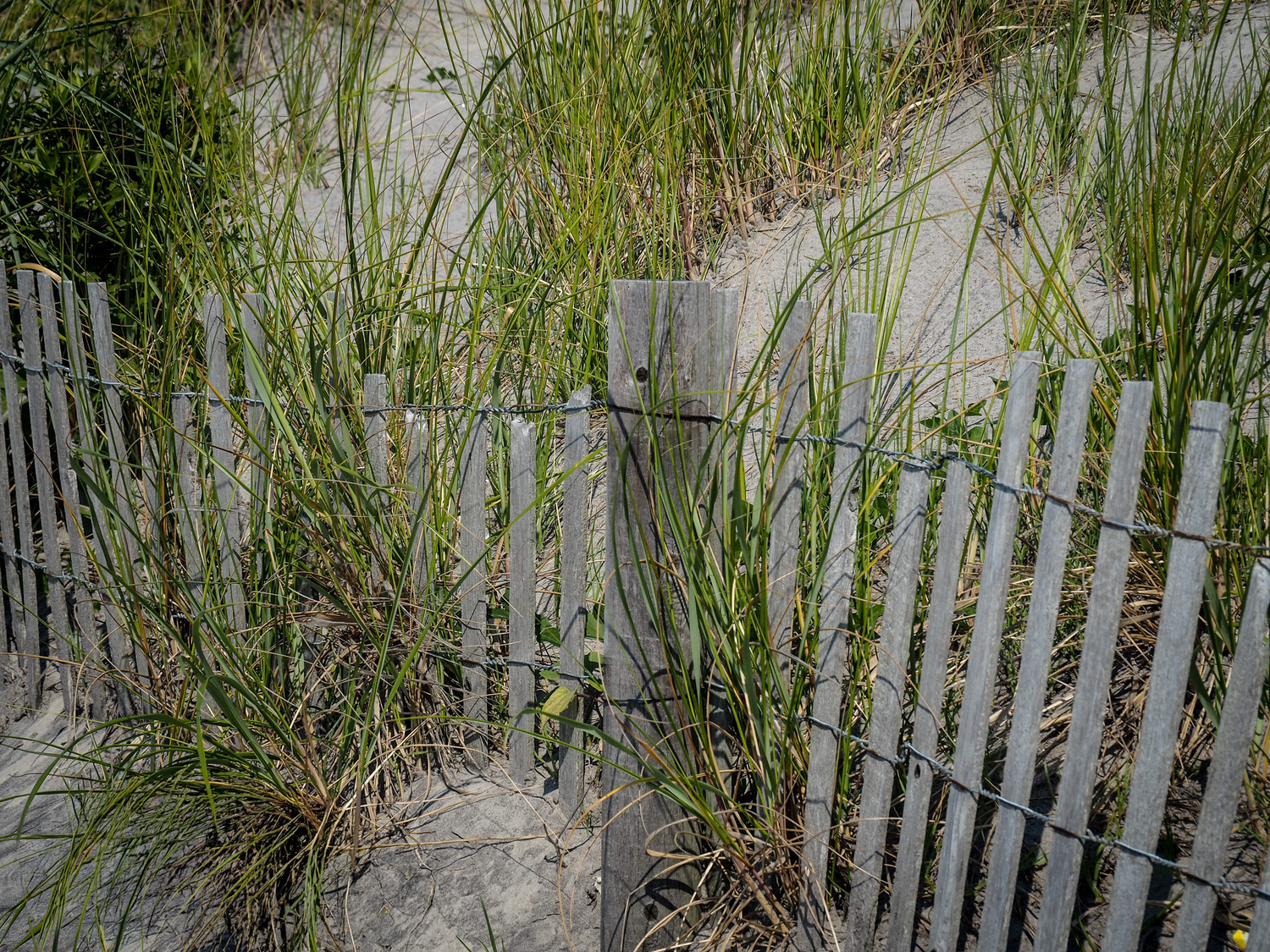 Weathered wooden picket fence partially buried in sand dunes with tall beach grass growing around it.