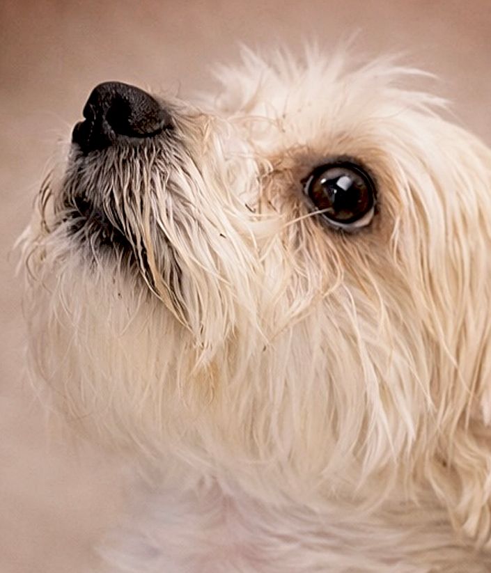 Close-up portrait of a fluffy white Maltese dog with dark eyes and black nose looking upward.