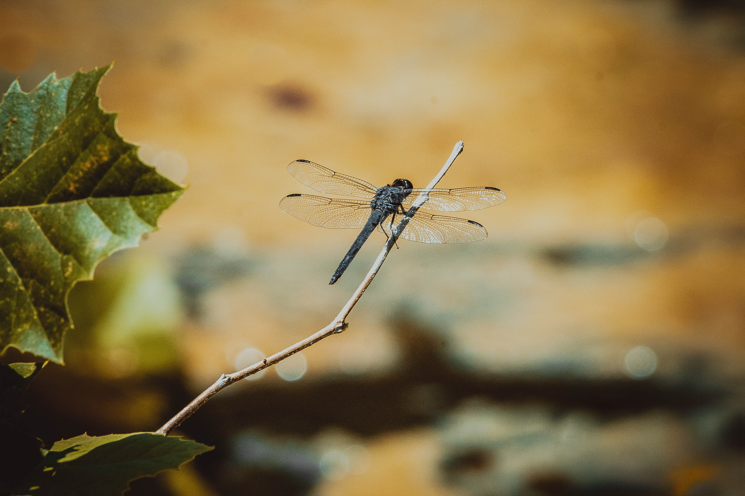 A dragonfly perched on a thin twig near a green leaf, with a blurred natural background.