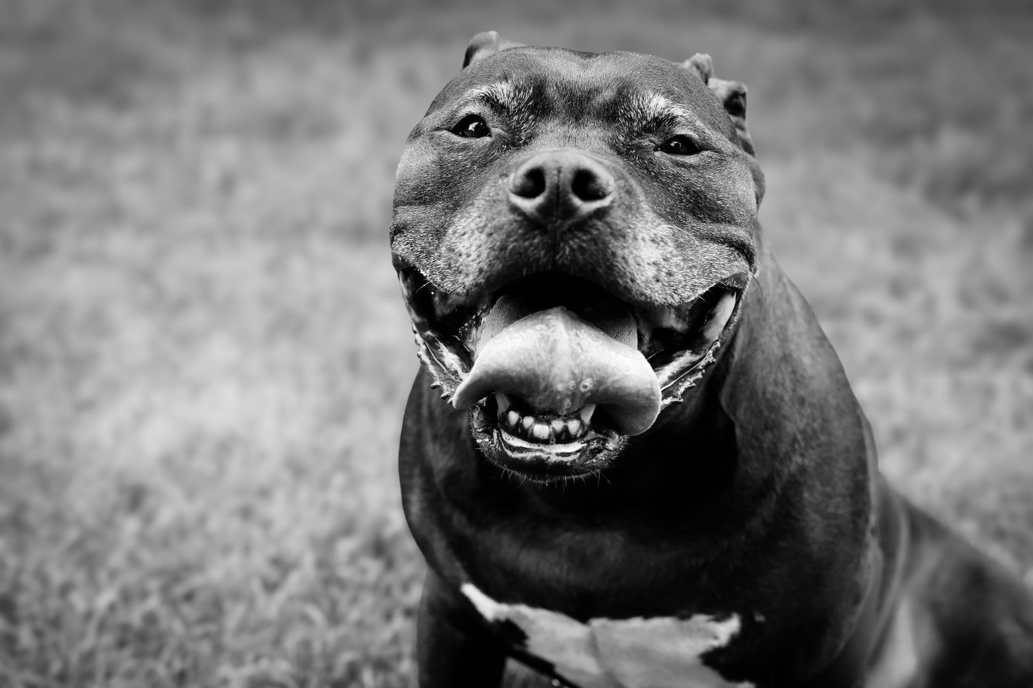 A series of black and white photographs showing a smiling pit bull dog with expressive facial expressions.