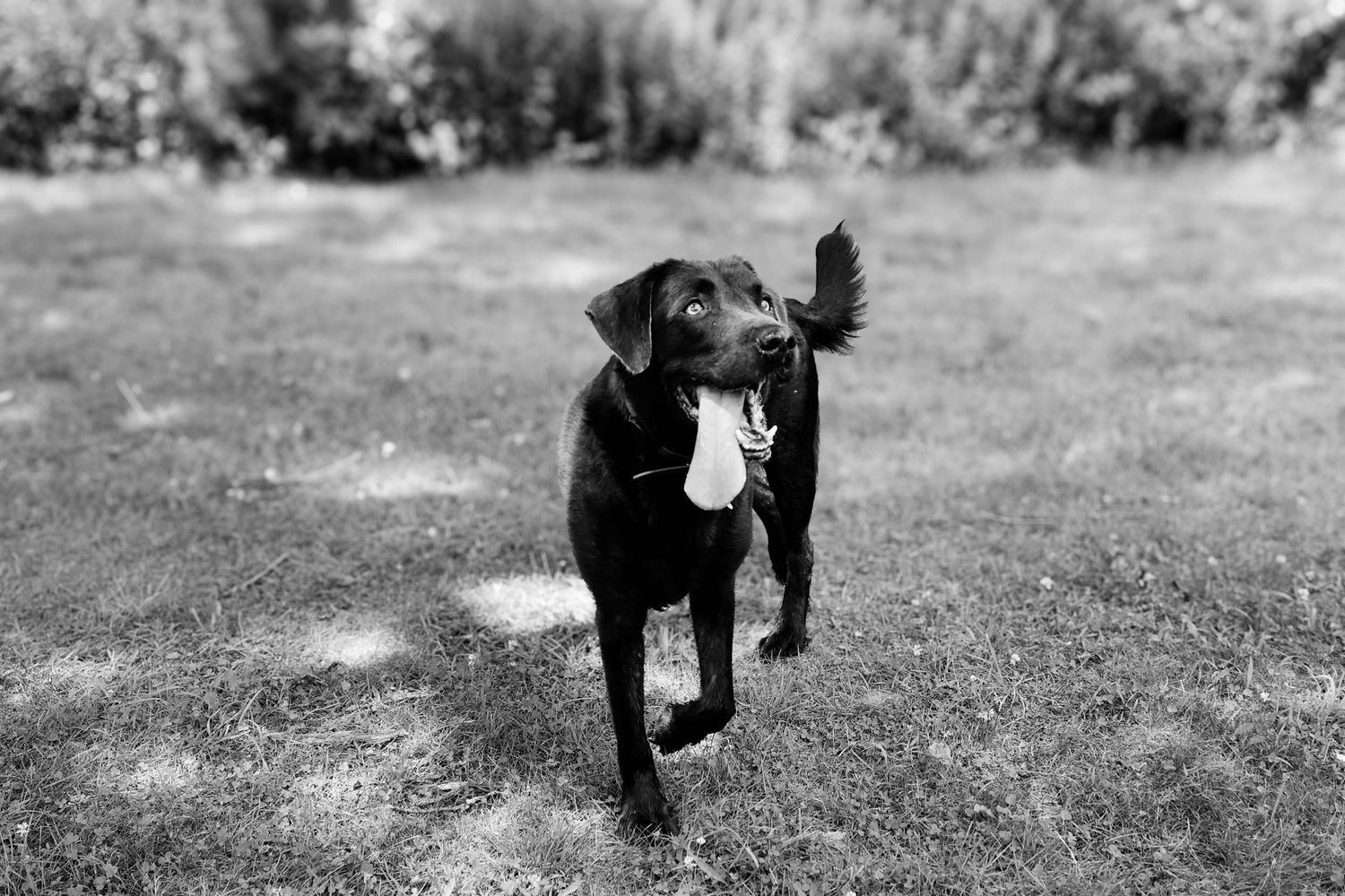 A black dog leaps and runs through a grassy field in a playful motion captured in black and white photography.