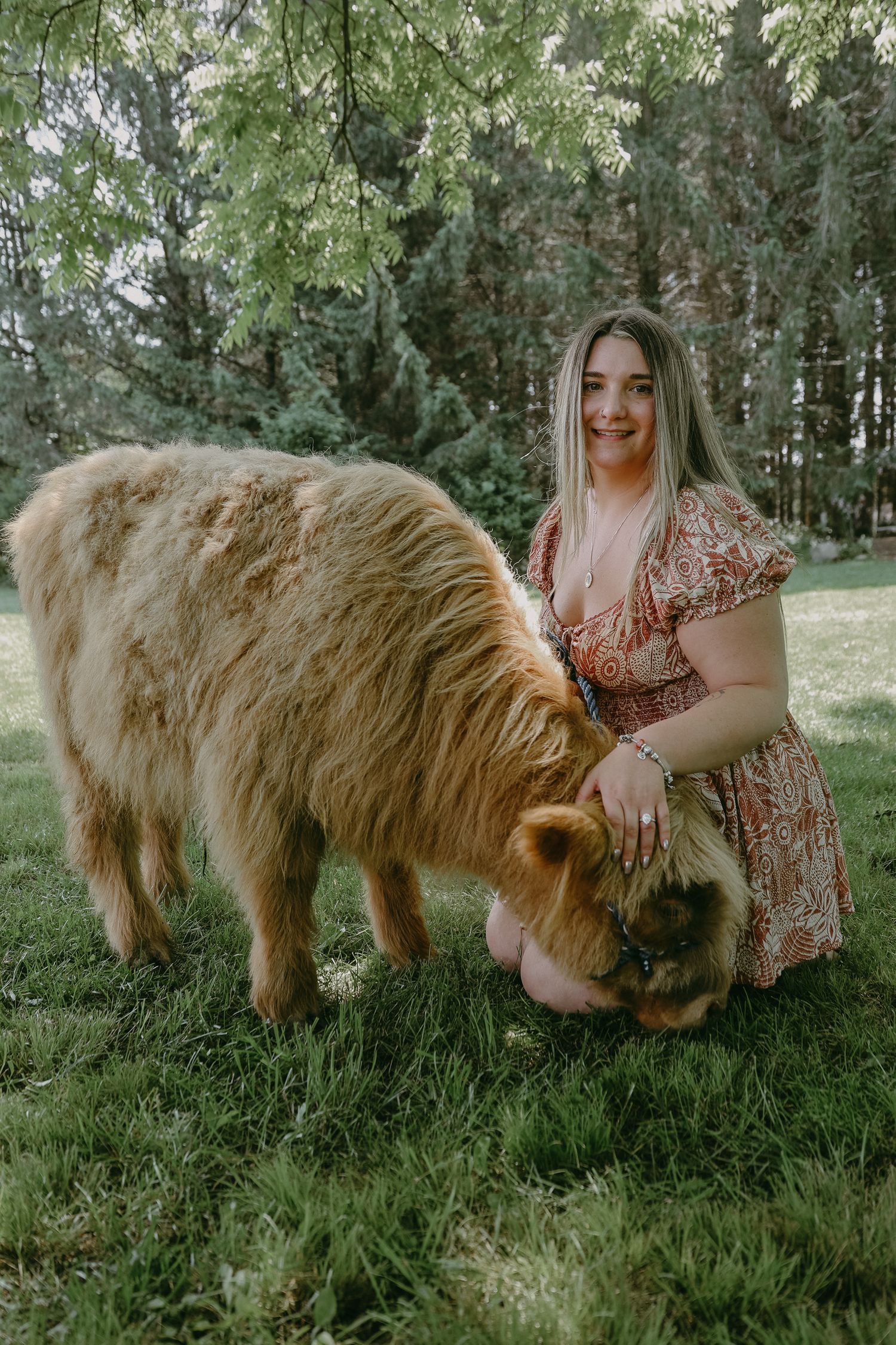 A Scottish Highland cow with long reddish fur grazes on grass while someone in a floral dress pets it on a sunny day.