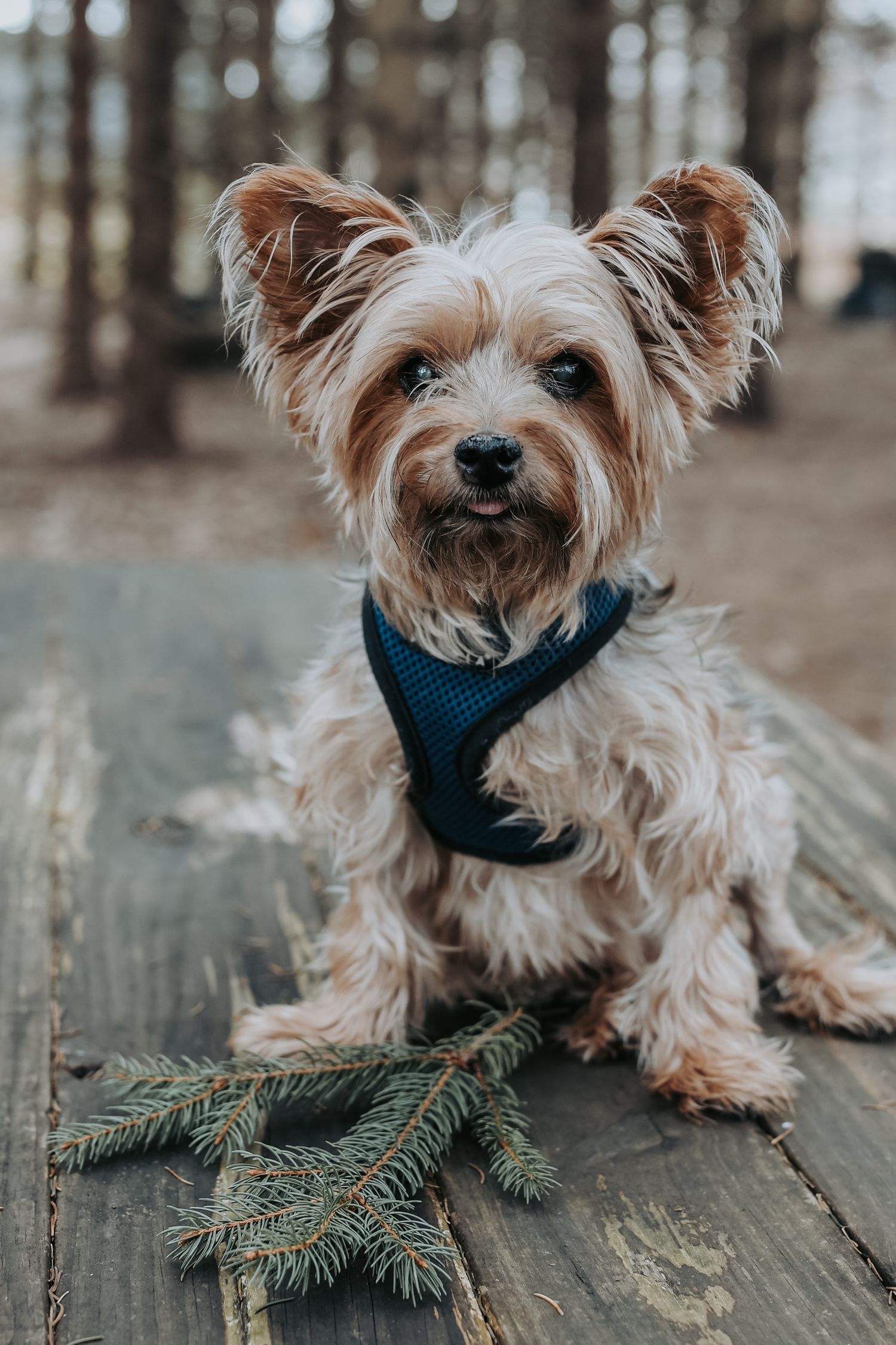 Small Yorkshire terrier wearing a blue harness sits on wooden deck near pine branches.