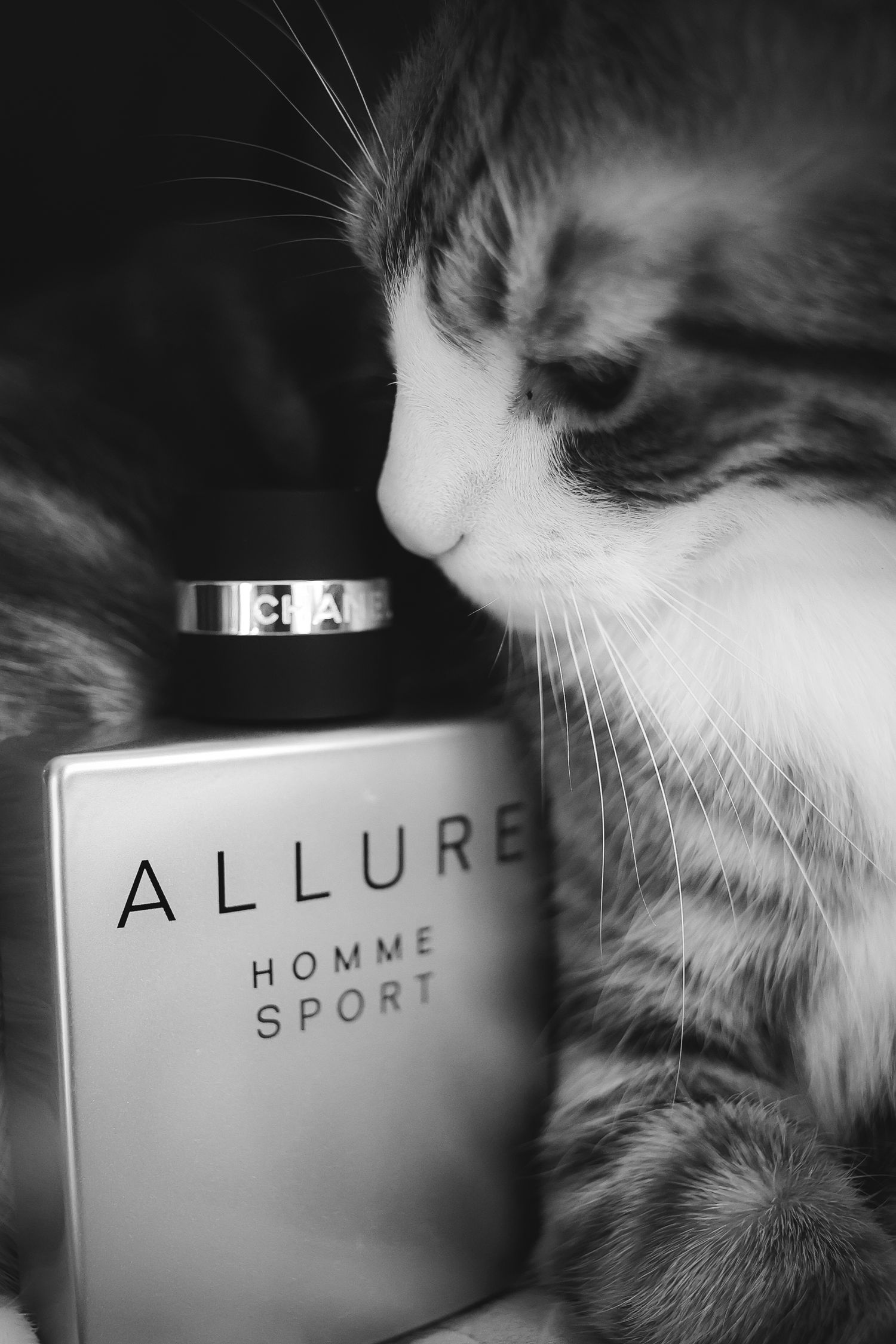 A cat curiously sniffs luxury perfume bottles from Chanel's Allure and Homme Sport fragrances in black and white.
