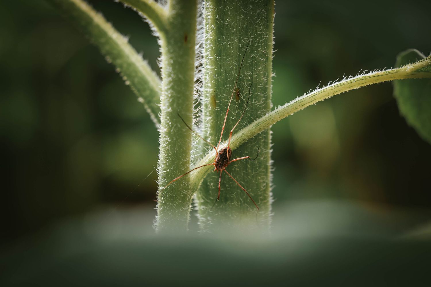 Close-up macro photo of a small insect clinging to a hairy green plant stem in a garden.