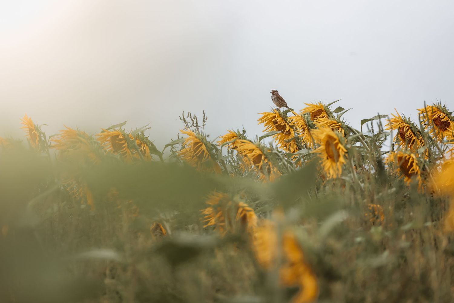 A small bird perches atop yellow sunflowers in a misty field, bathed in soft golden morning light.