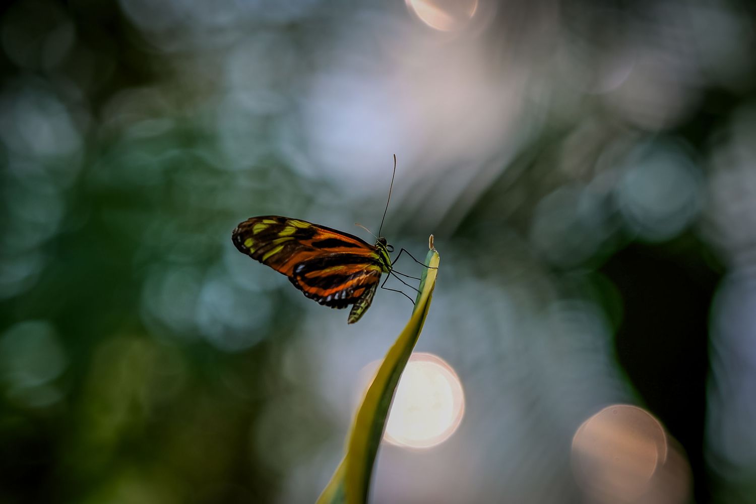 A monarch butterfly rests delicately on a green plant stem against a soft bokeh background.