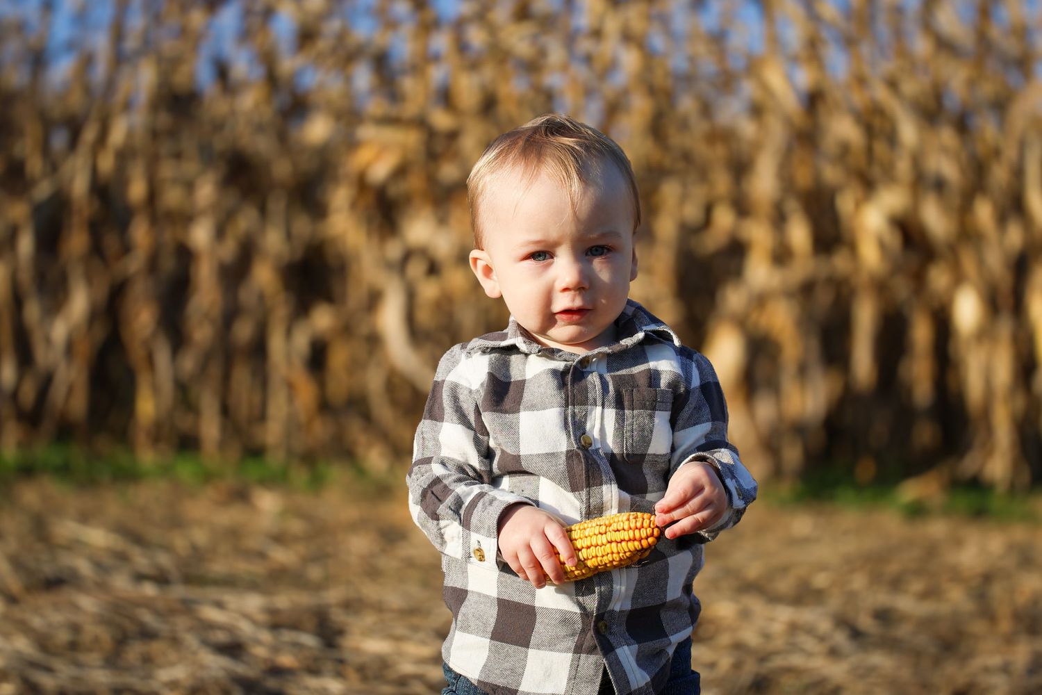A young child in a plaid shirt and jeans sits on a wooden fence near a cornfield on a sunny autumn day.