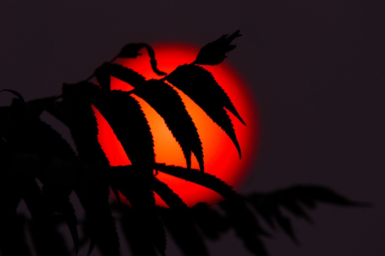 Silhouetted trees against a dramatic blood red sunset sky create a dark and moody natural backdrop.