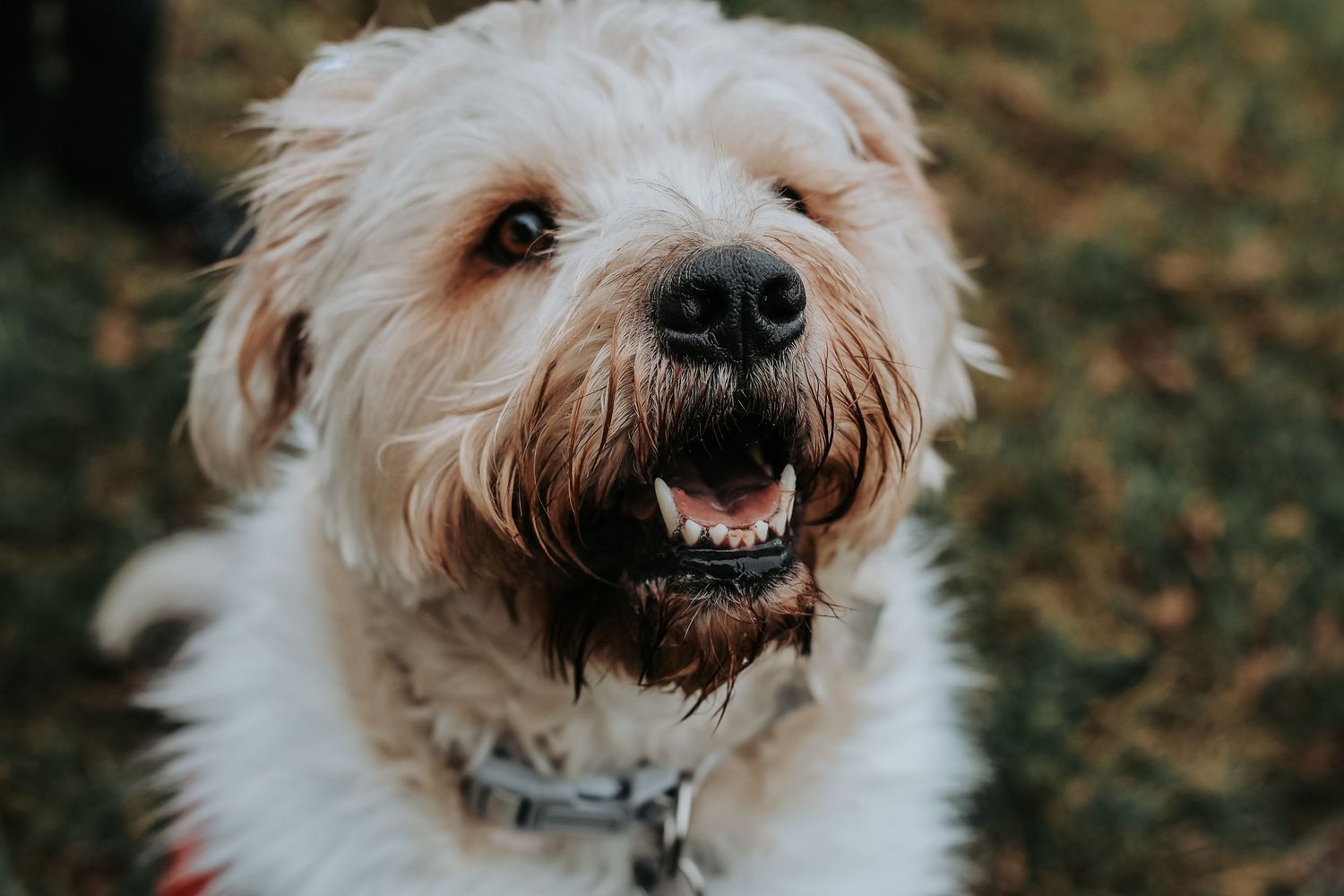 A happy white terrier mix dog with scruffy fur shows its teeth in a playful grin while looking at the camera.