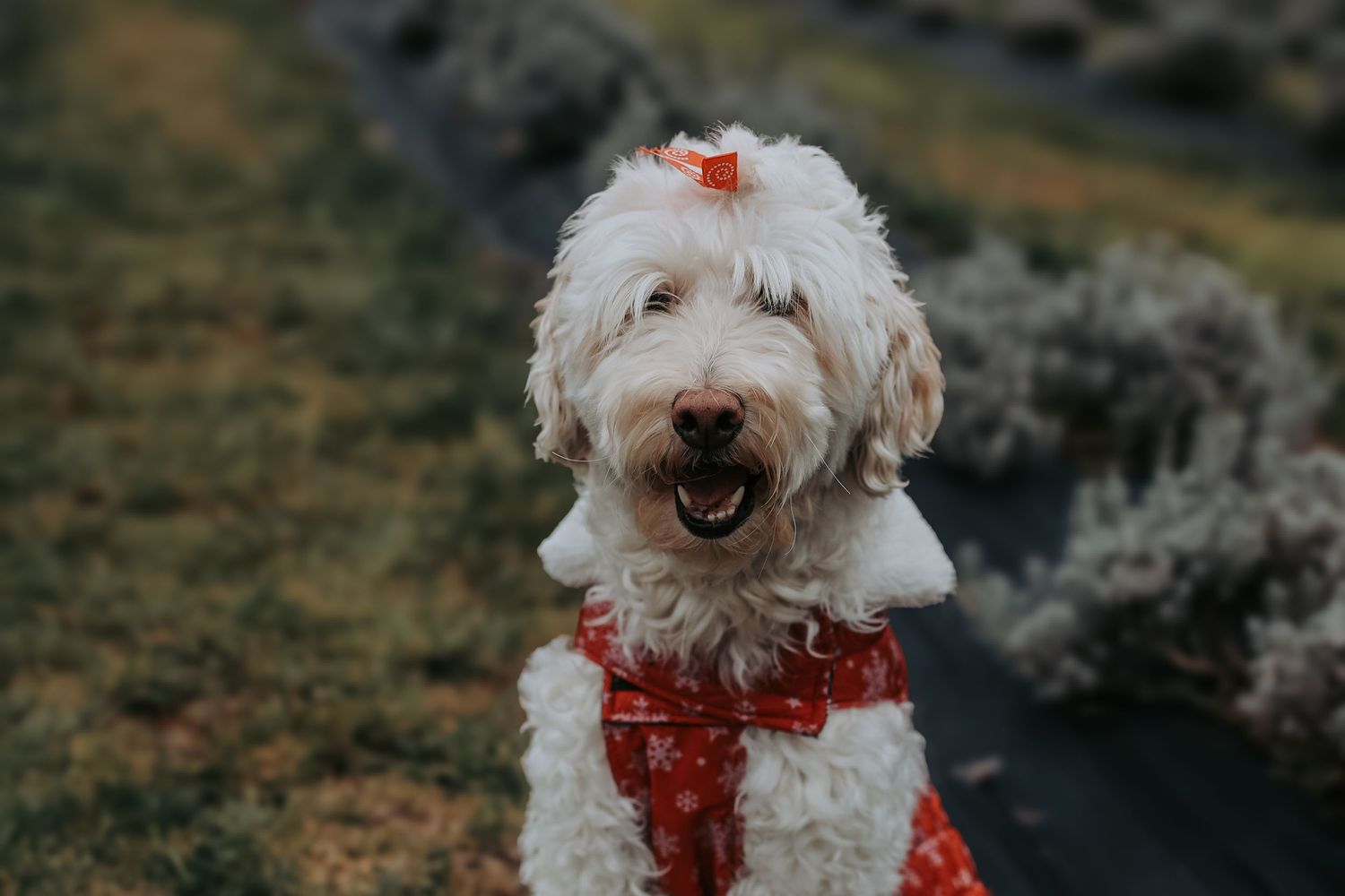 Happy white doodle dog wearing a red bandana smiles at camera while outdoors in nature.