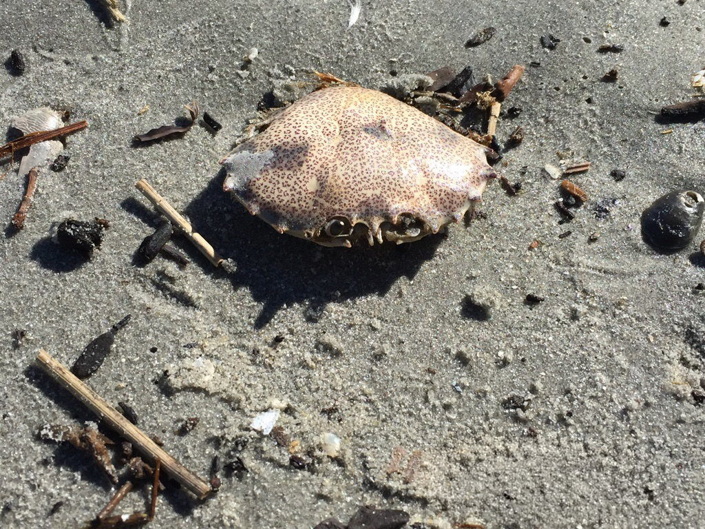 A small crab resting on wet sandy beach surrounded by debris and small rocks at low tide.