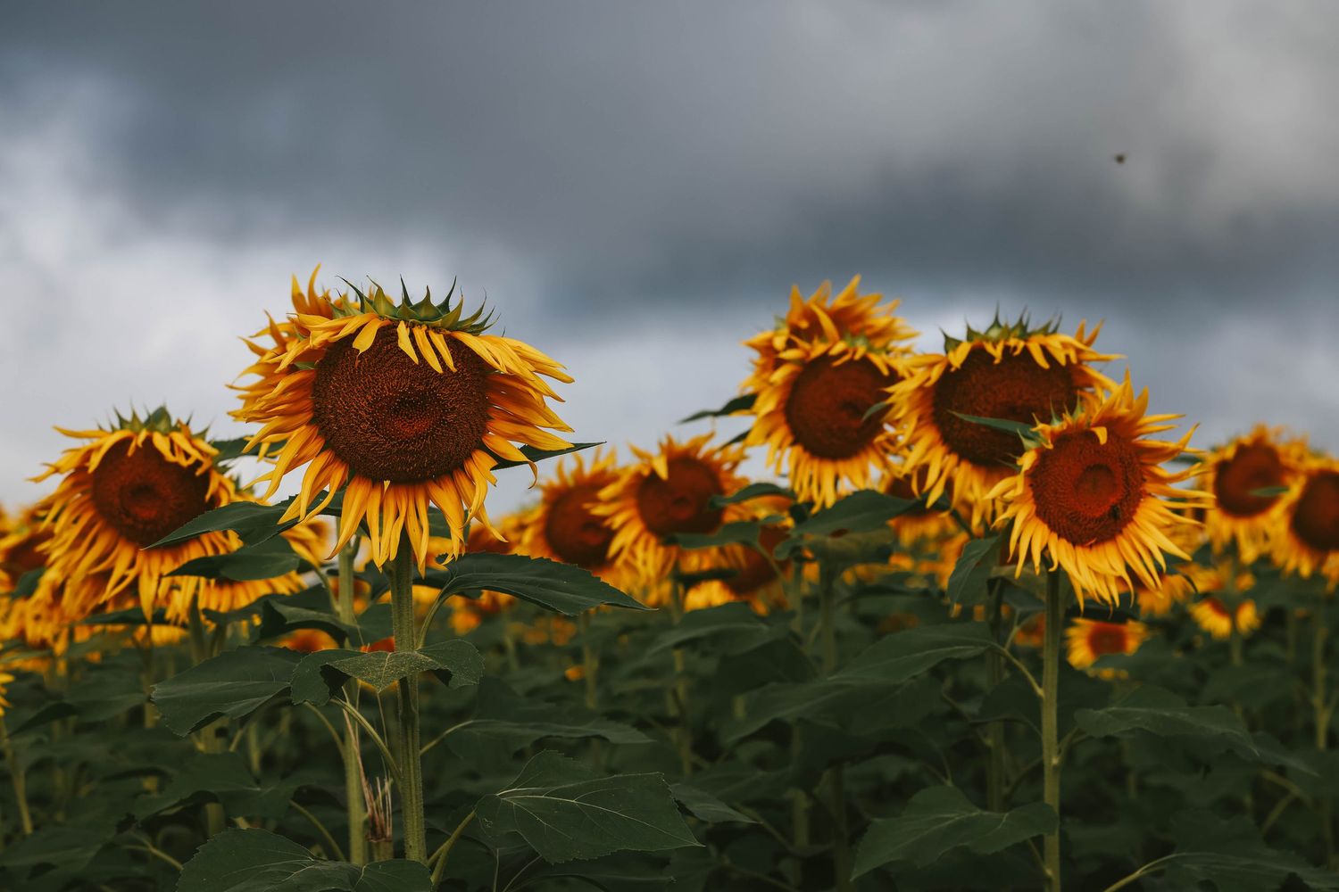 Field of vibrant sunflowers with yellow petals and dark centers swaying under dramatic stormy gray skies.