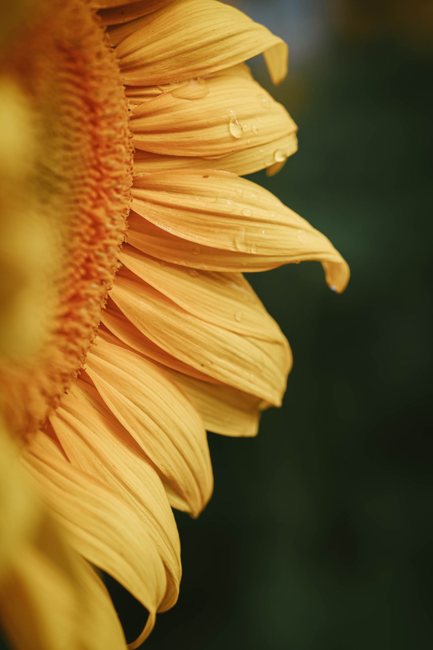 Close-up of golden sunflower petals with water droplets against a dark green blurred background.