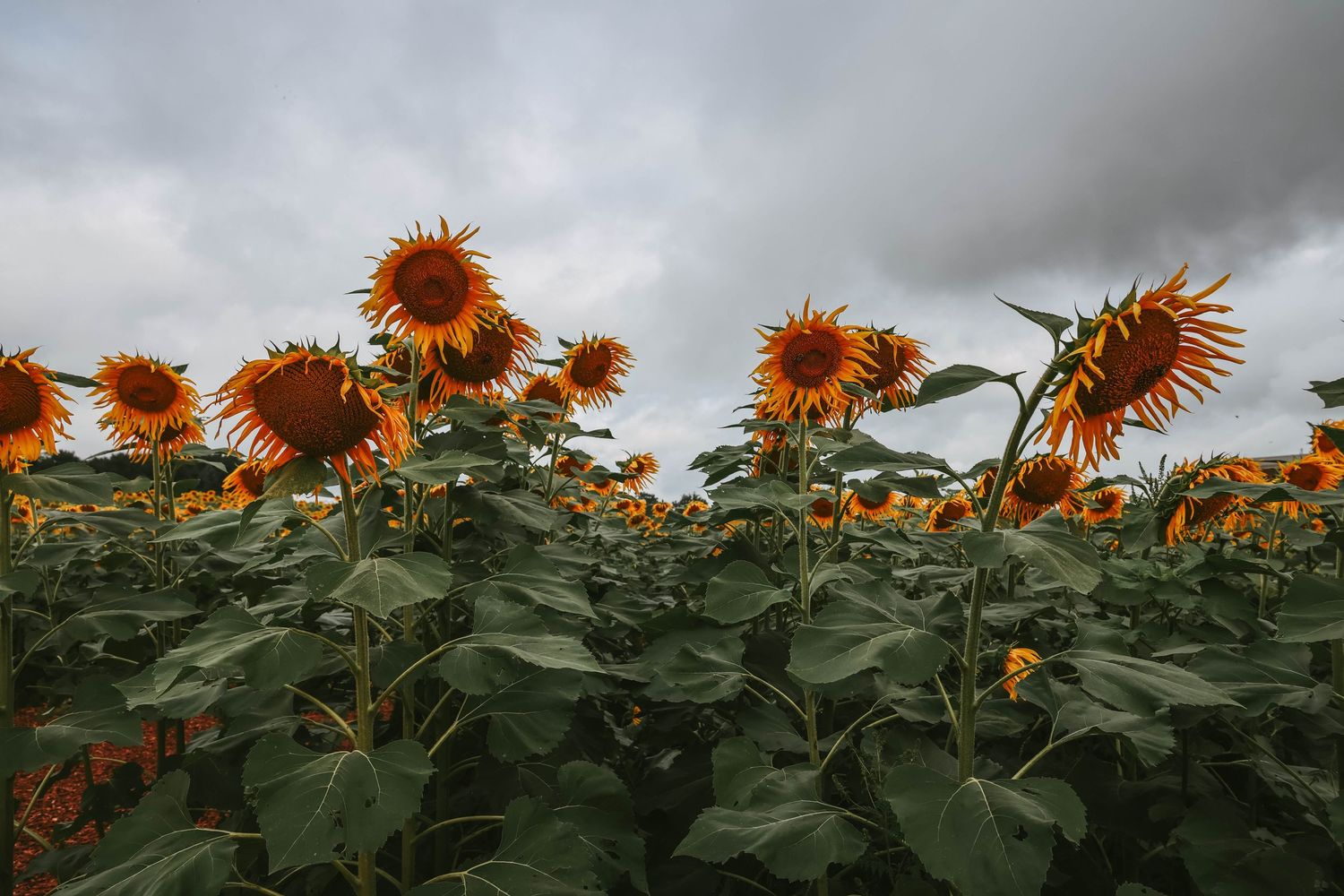 A vibrant field of sunflowers with orange petals blooming under a dramatic cloudy sky.