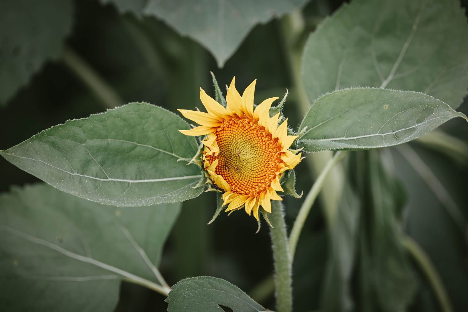 A young sunflower in partial bloom surrounded by large green leaves in a garden setting.