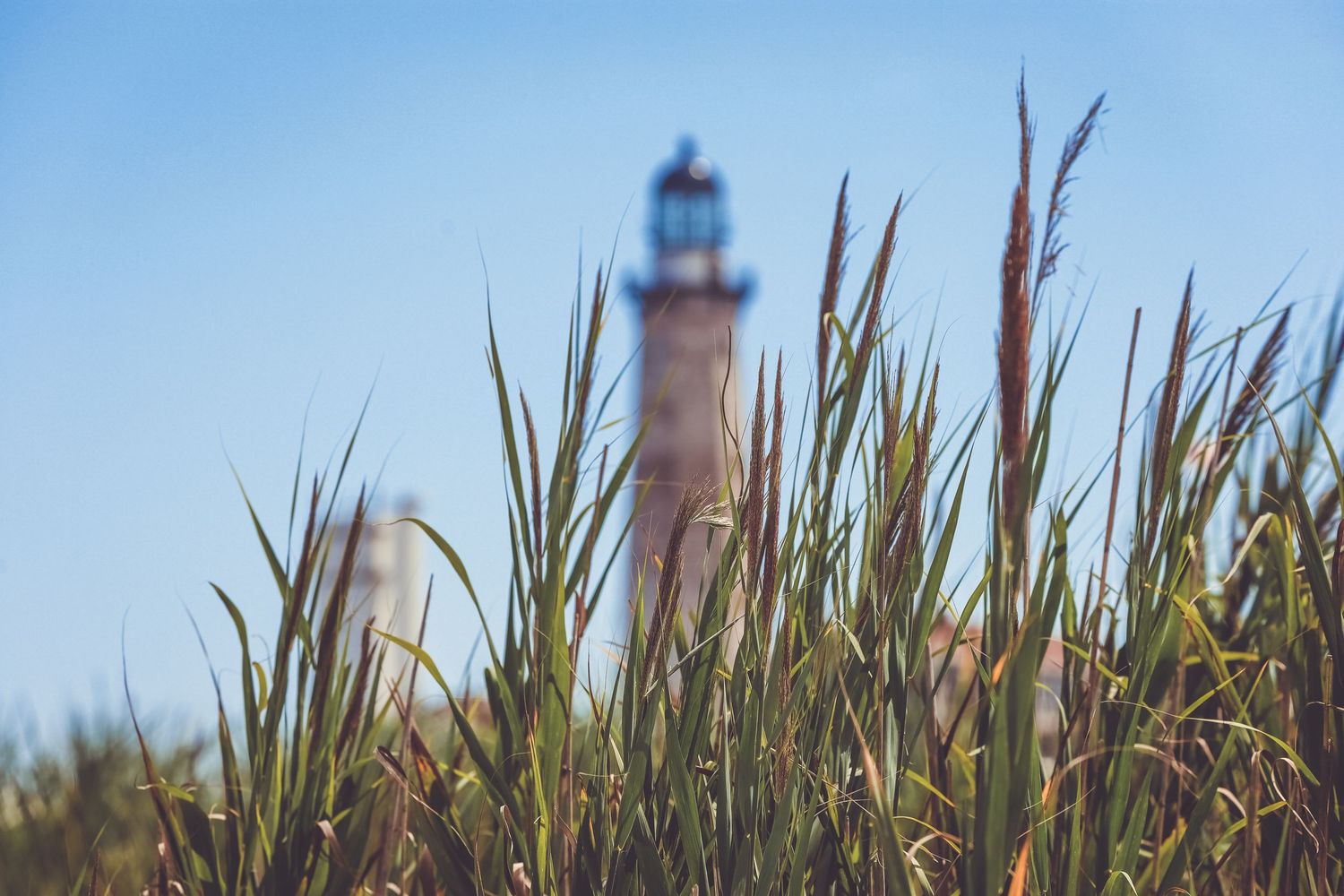 Tall green reeds in foreground with a blurred lighthouse and blue sky in the background.