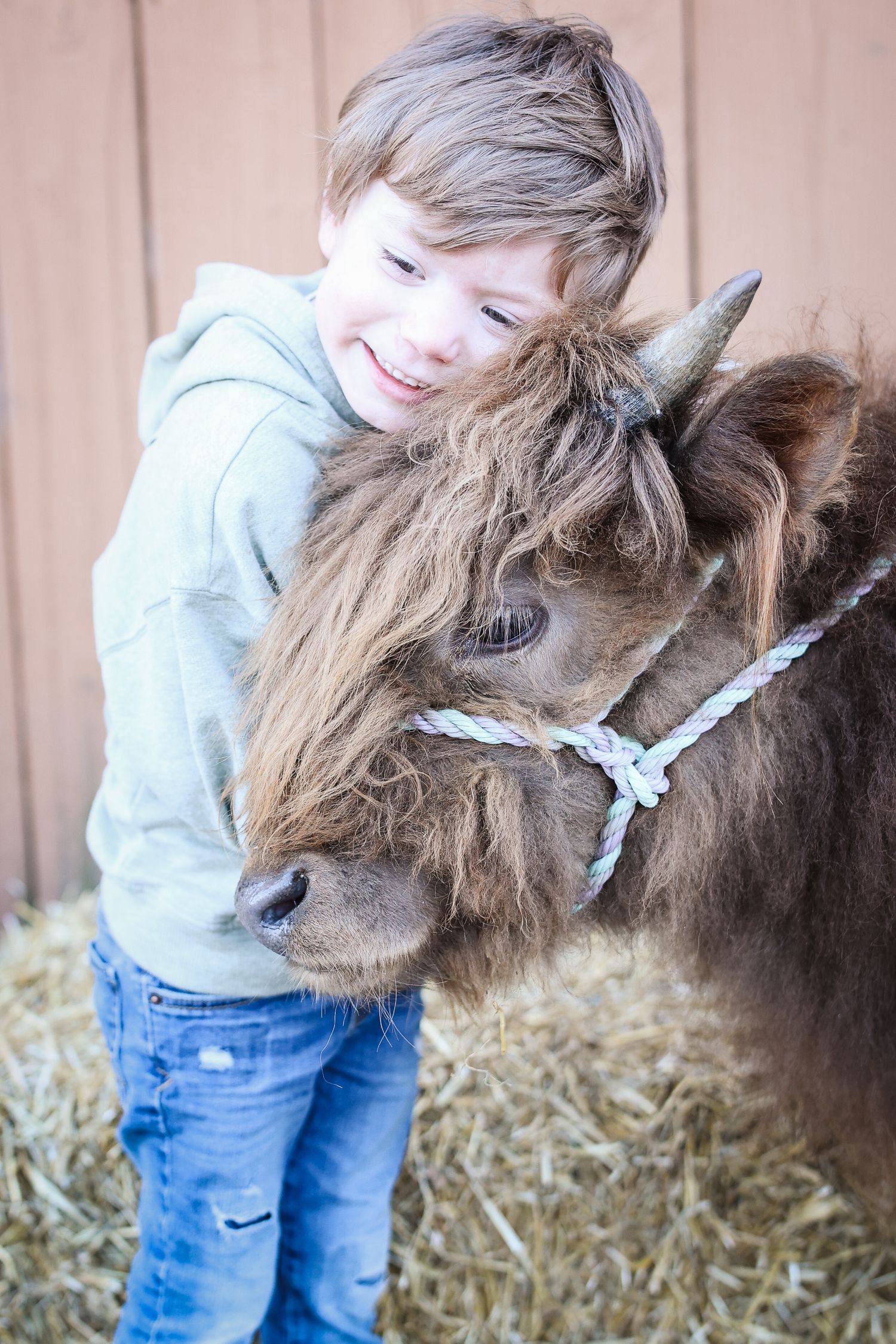 A miniature pony with a shaggy brown coat receives affection while standing on hay in a barn.