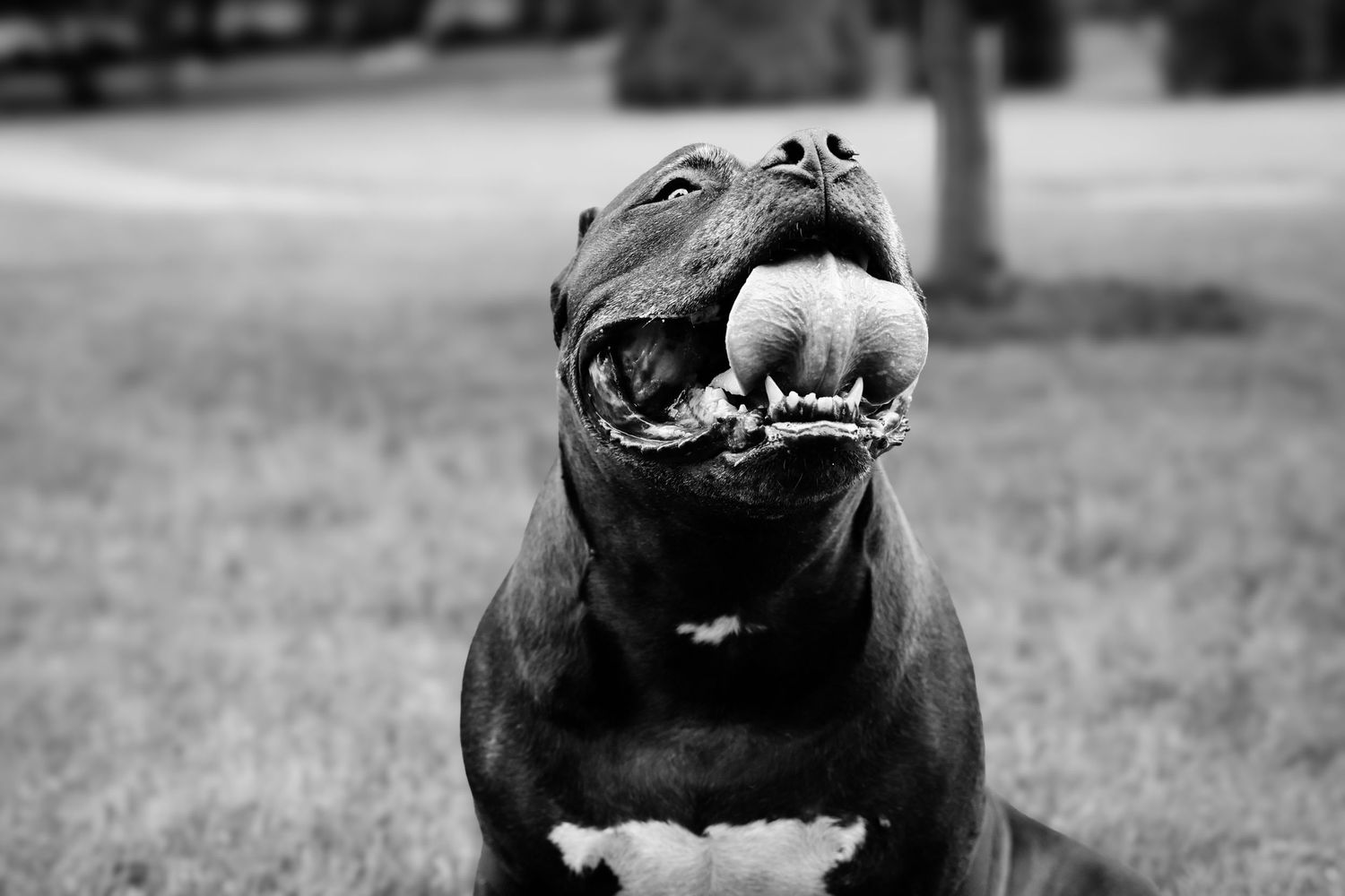 A laughing hippopotamus shows its large open mouth and teeth in a black and white photograph.